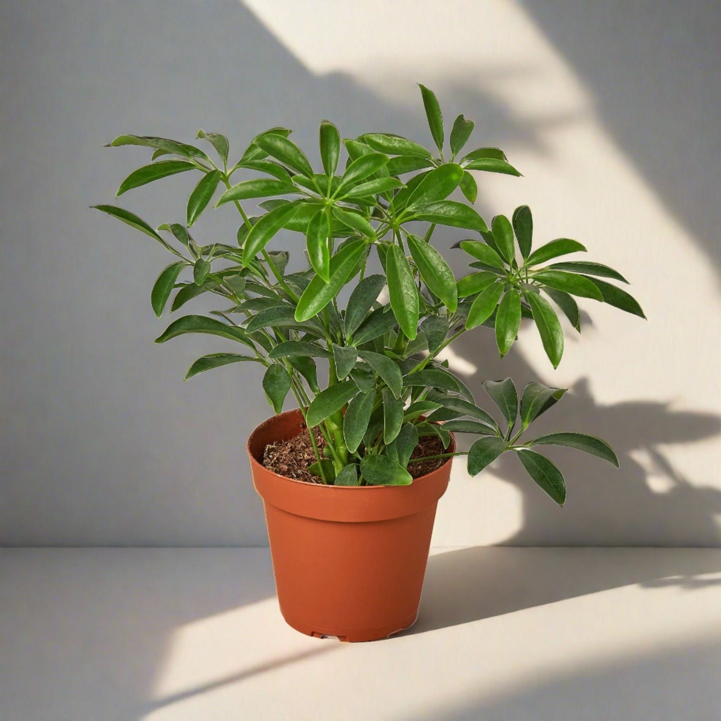 Schefflera Arboricola 'Umbrella'