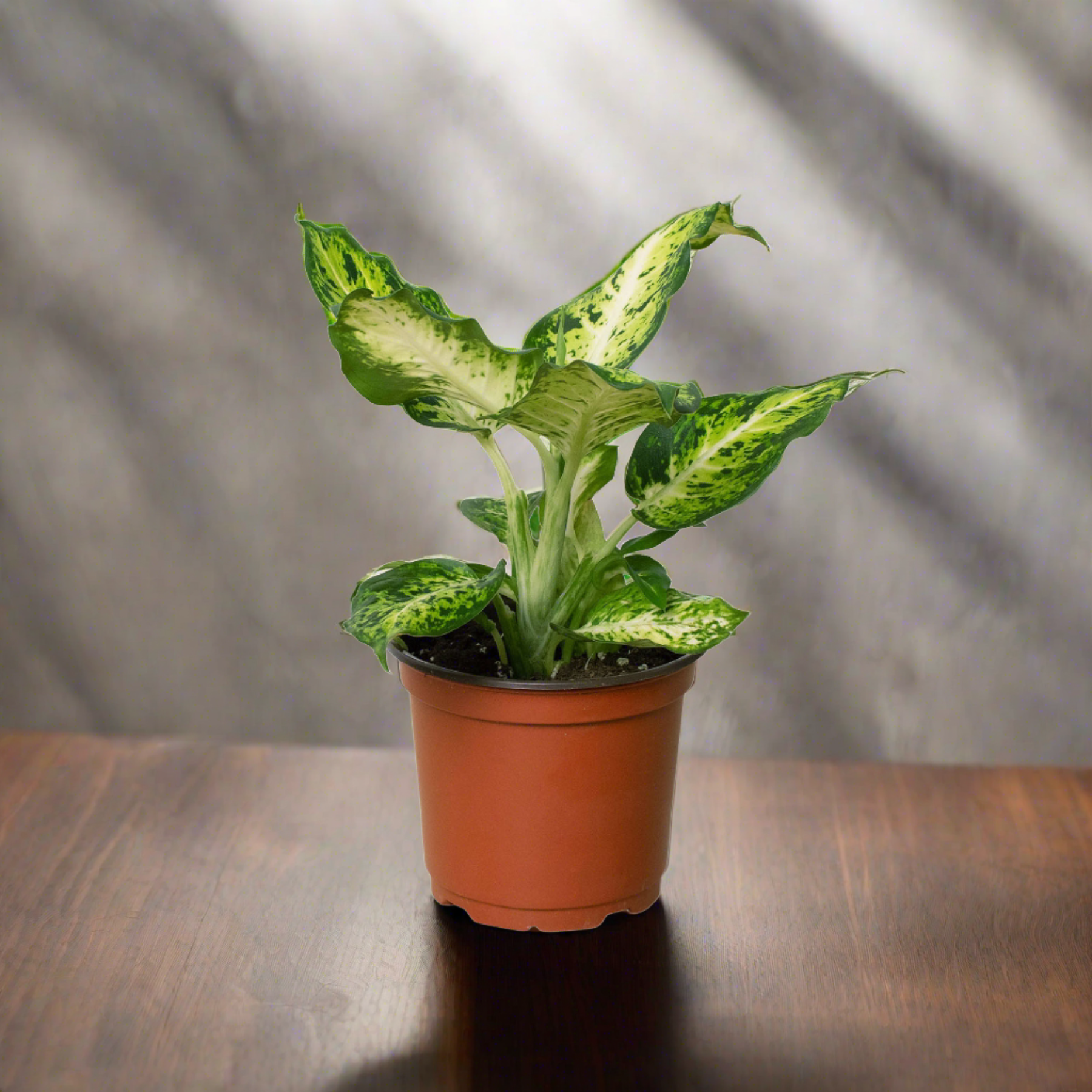 dieffenbachia aimee Dieffenbachia 'Amy' – Repott