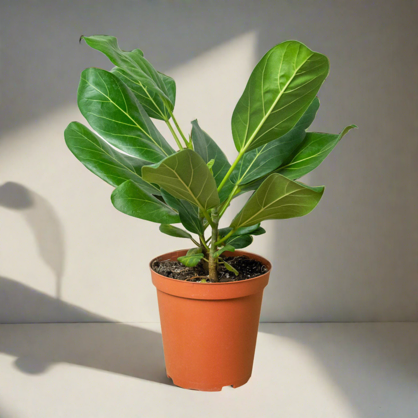 Ficus 'Audrey'