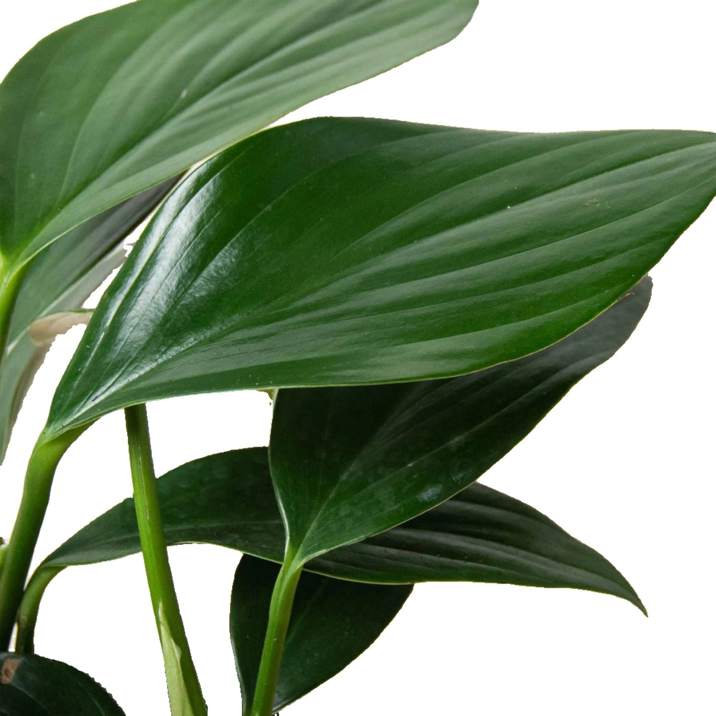 Philodendron 'Dragon Tail'