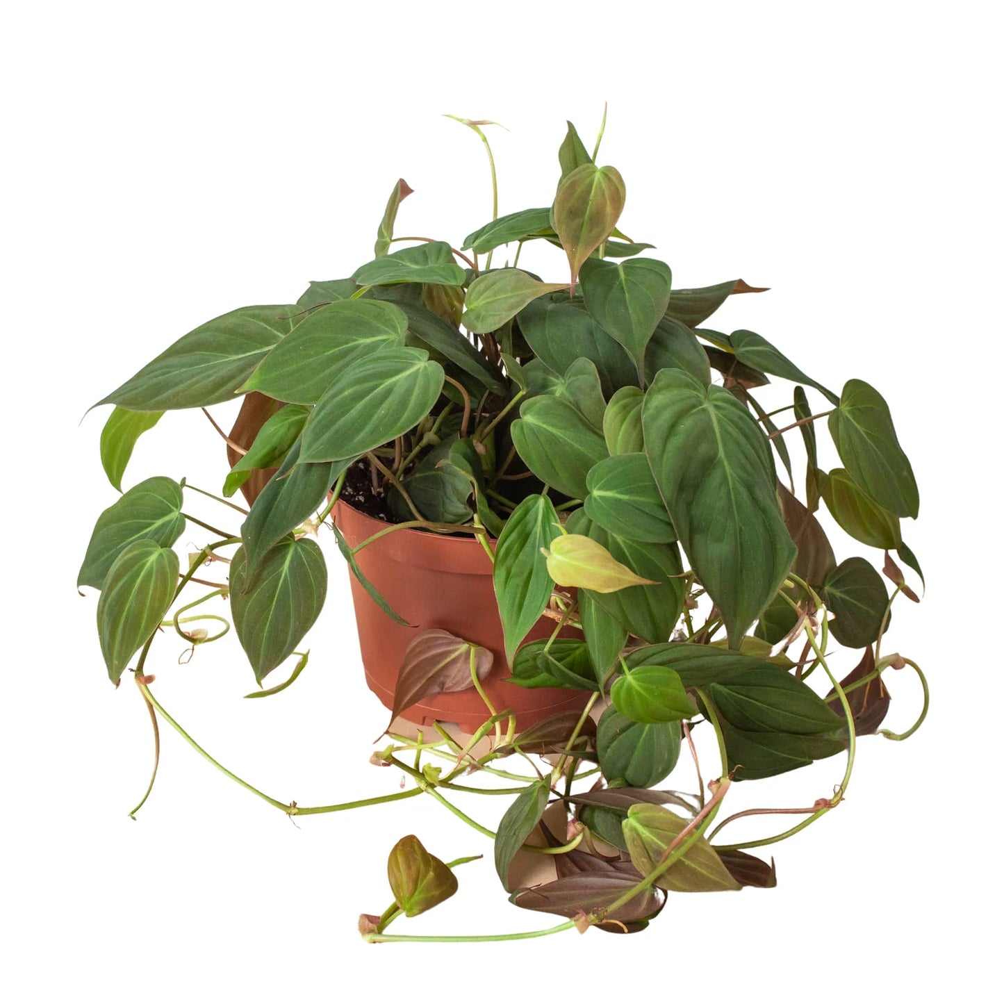 Philodendron 'Velvet'