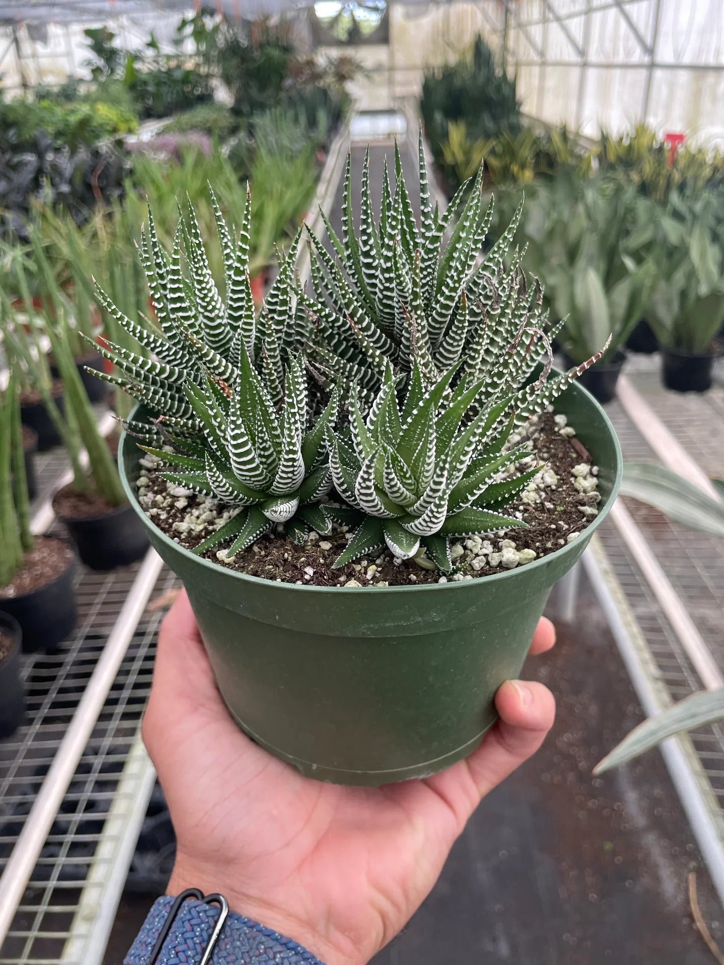 Zebra Succulent