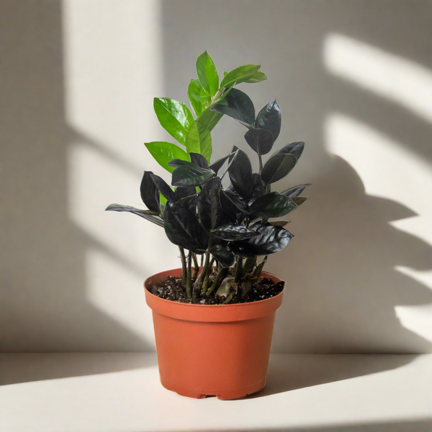 ZZ Zamioculcas 'Black Queen'