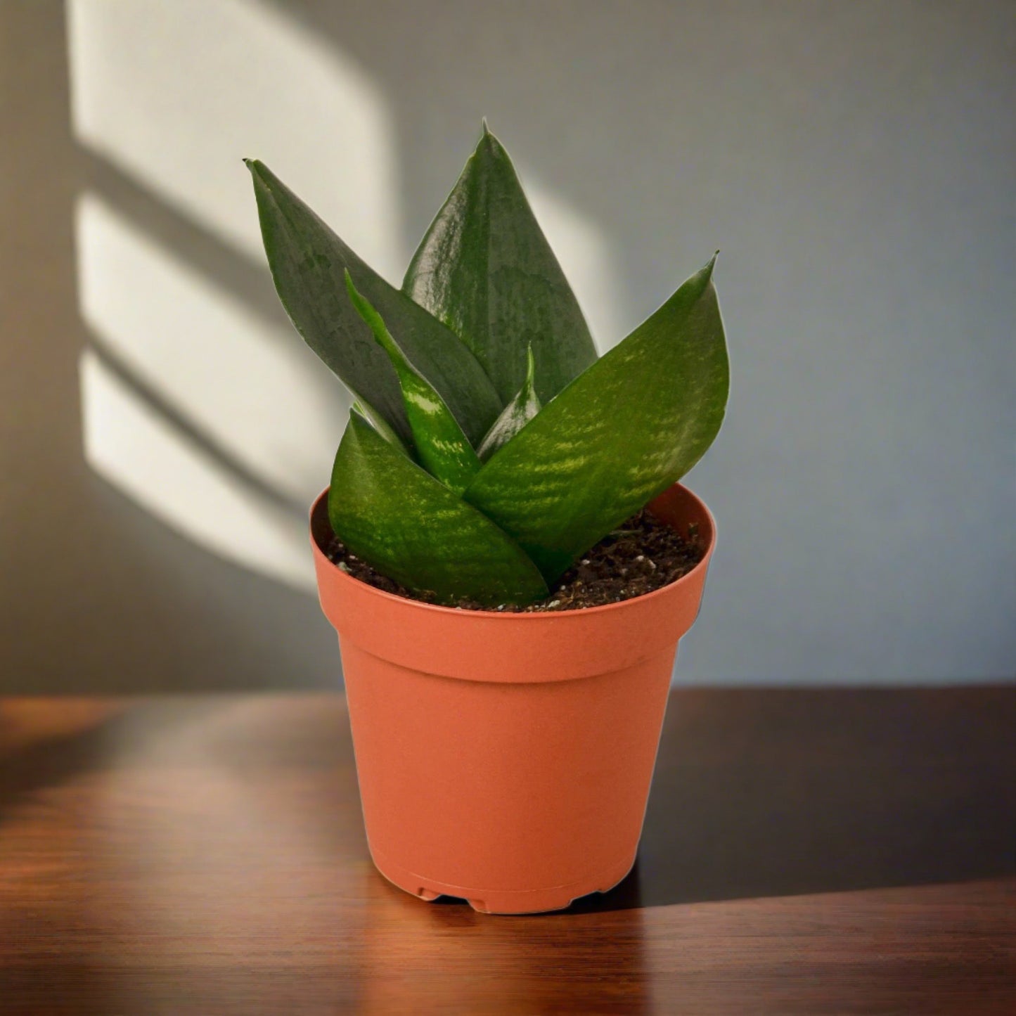 Snake Plant Jade