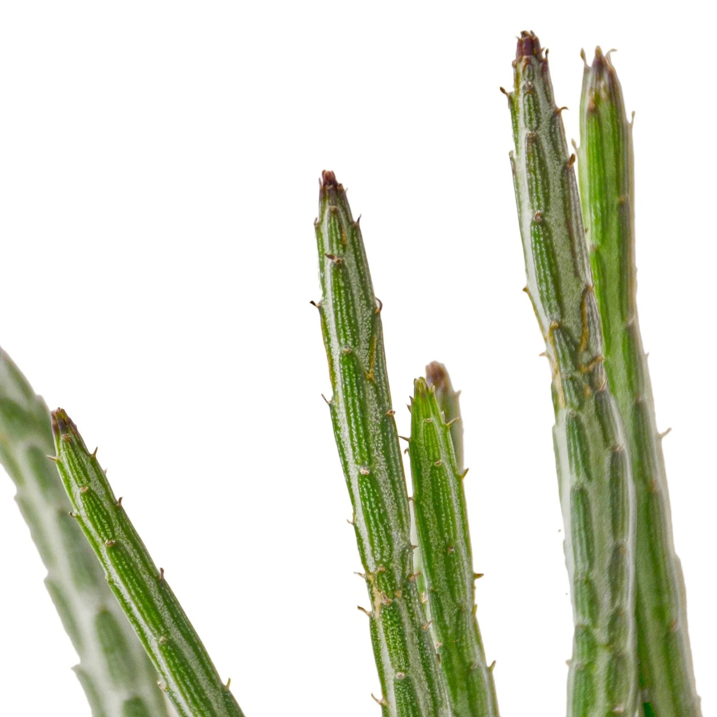 Senecio Stapeliiformis Pickle Plant