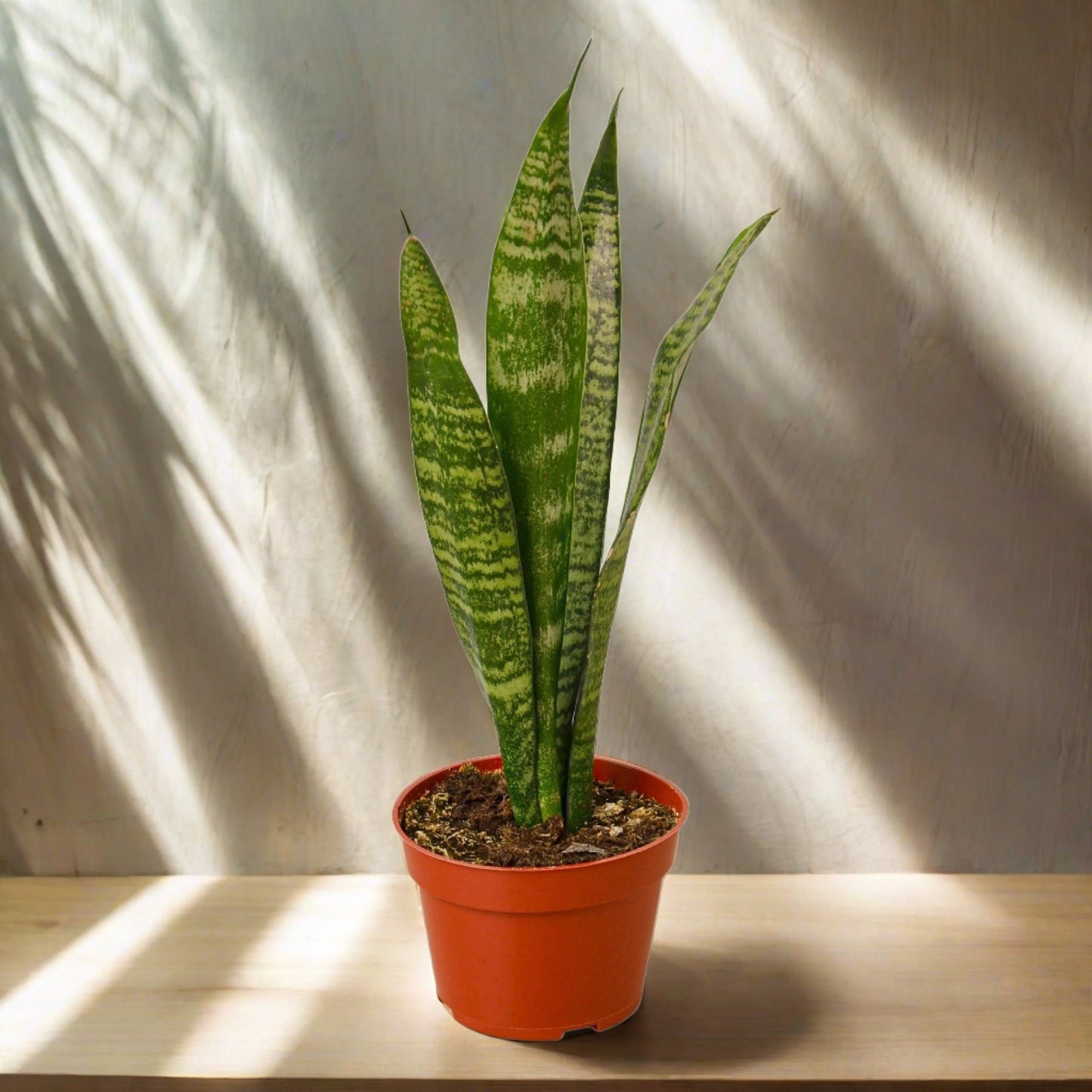 Snake Plant 'Zeylanica'