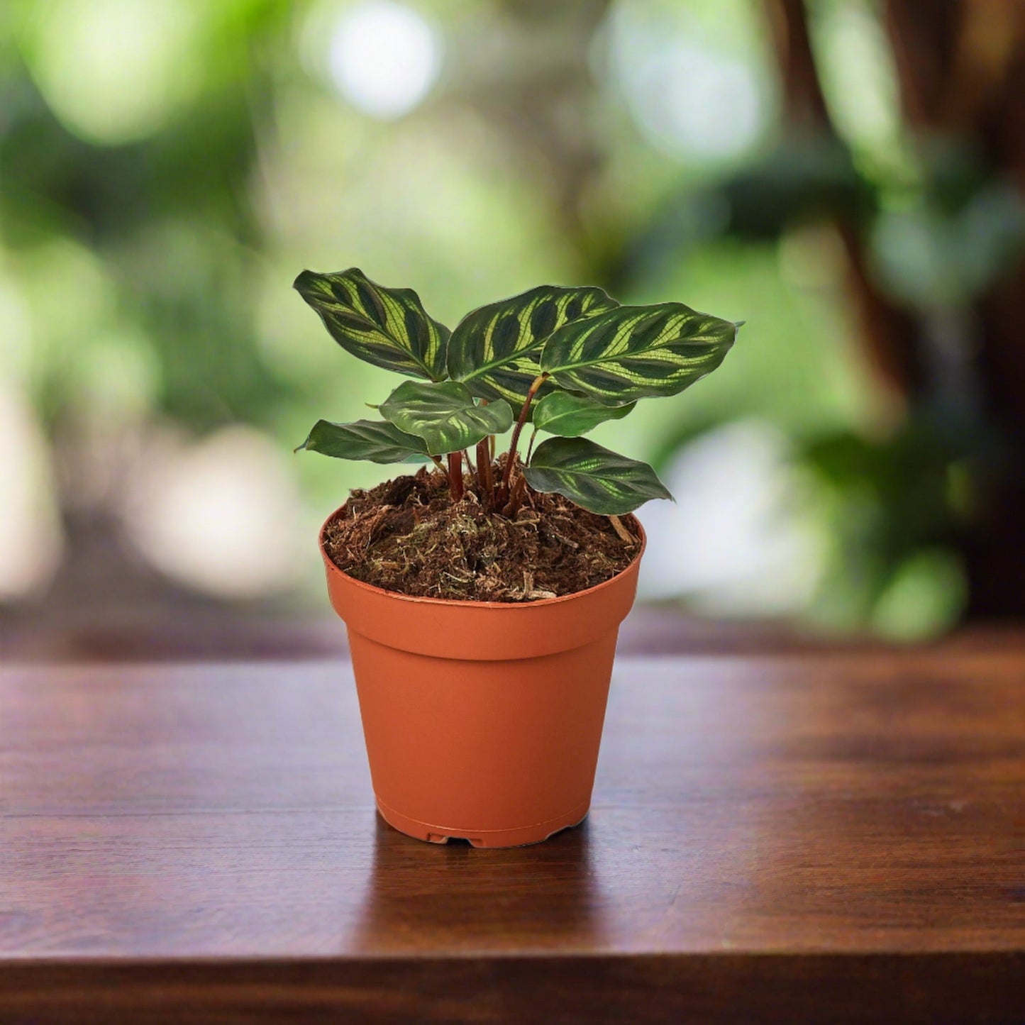 Calathea 'Makoyana'