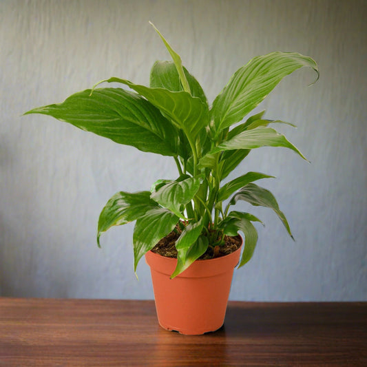 Spathiphyllum 'Peace Lily'