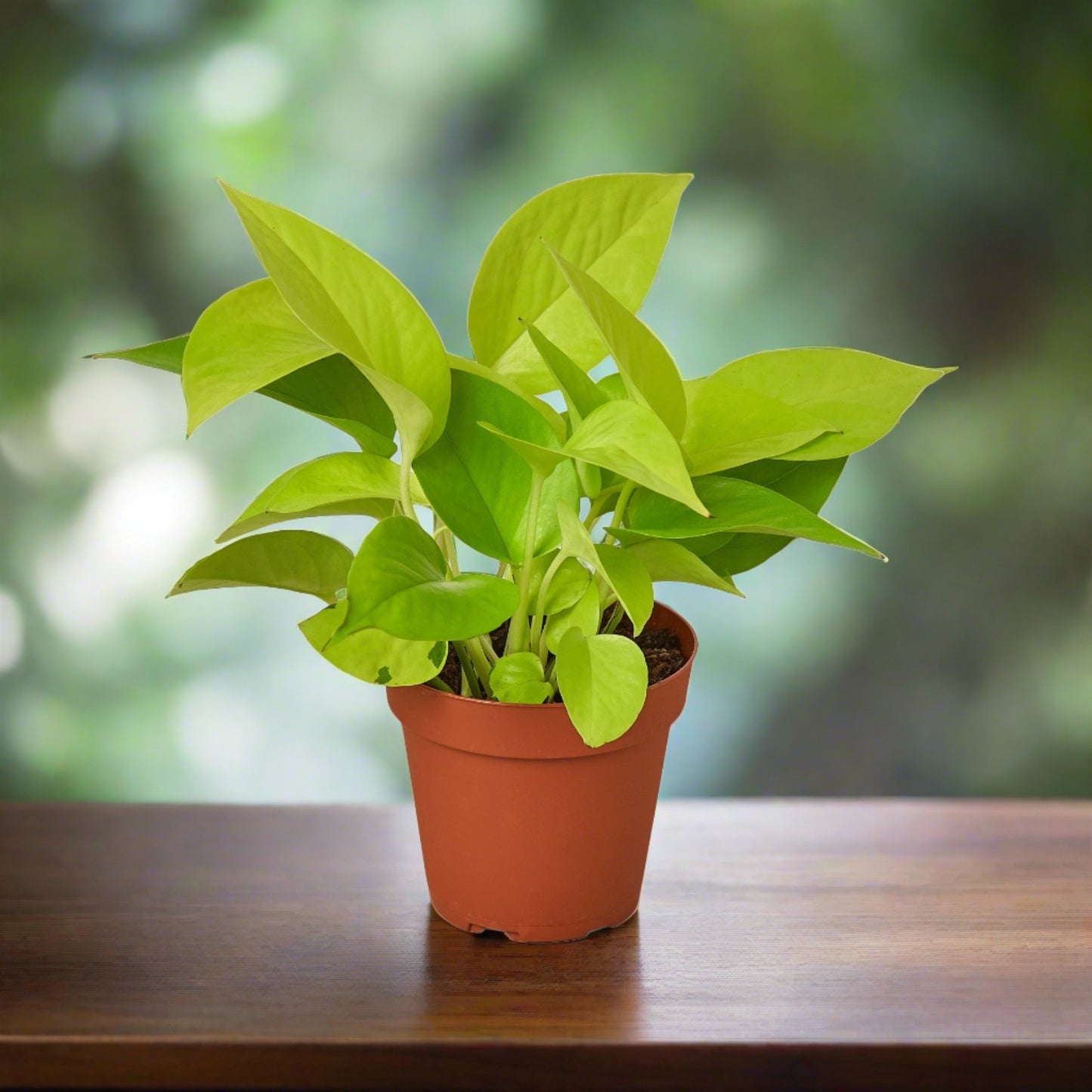 Pothos 'Neon'