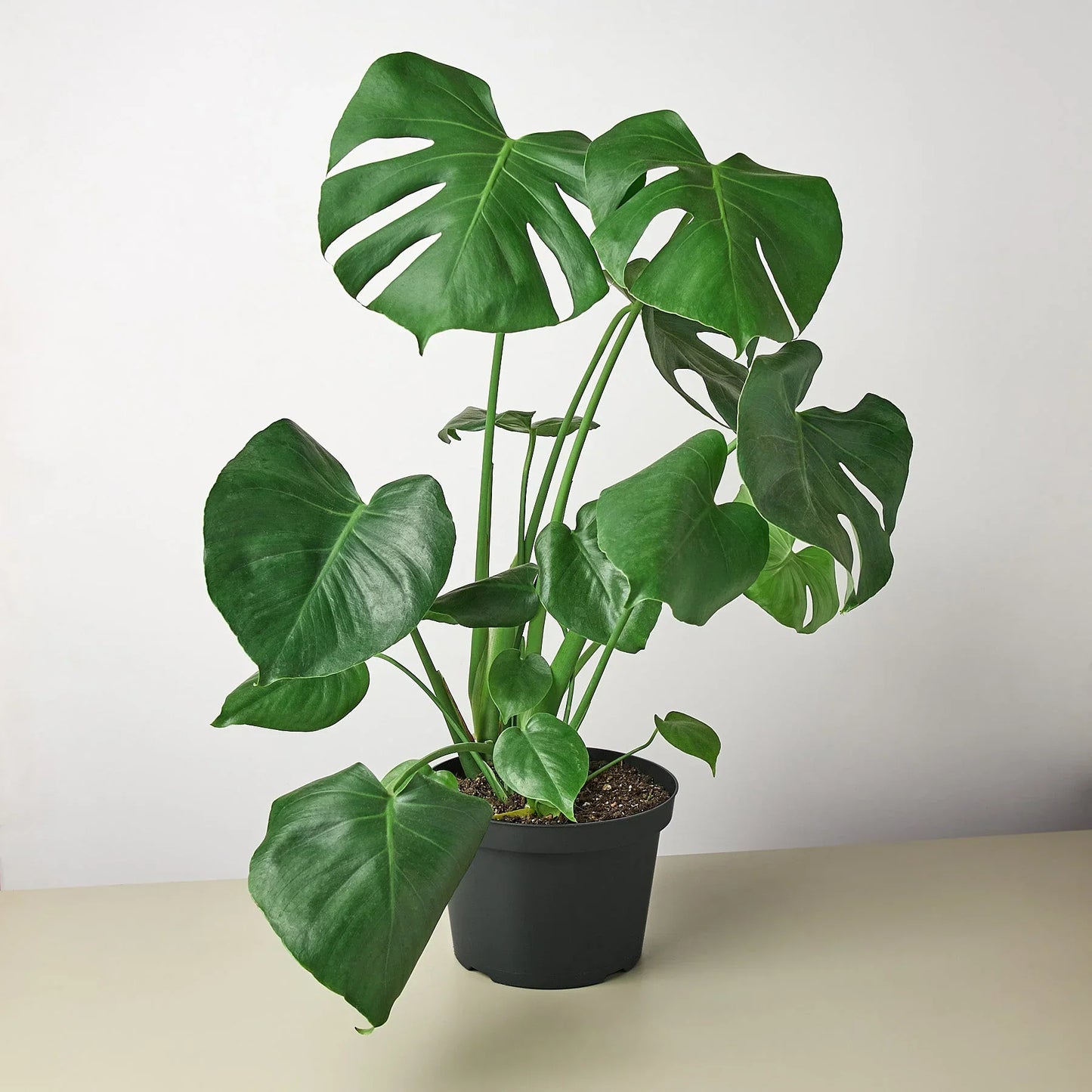 Monstera 'SplitLeaf'