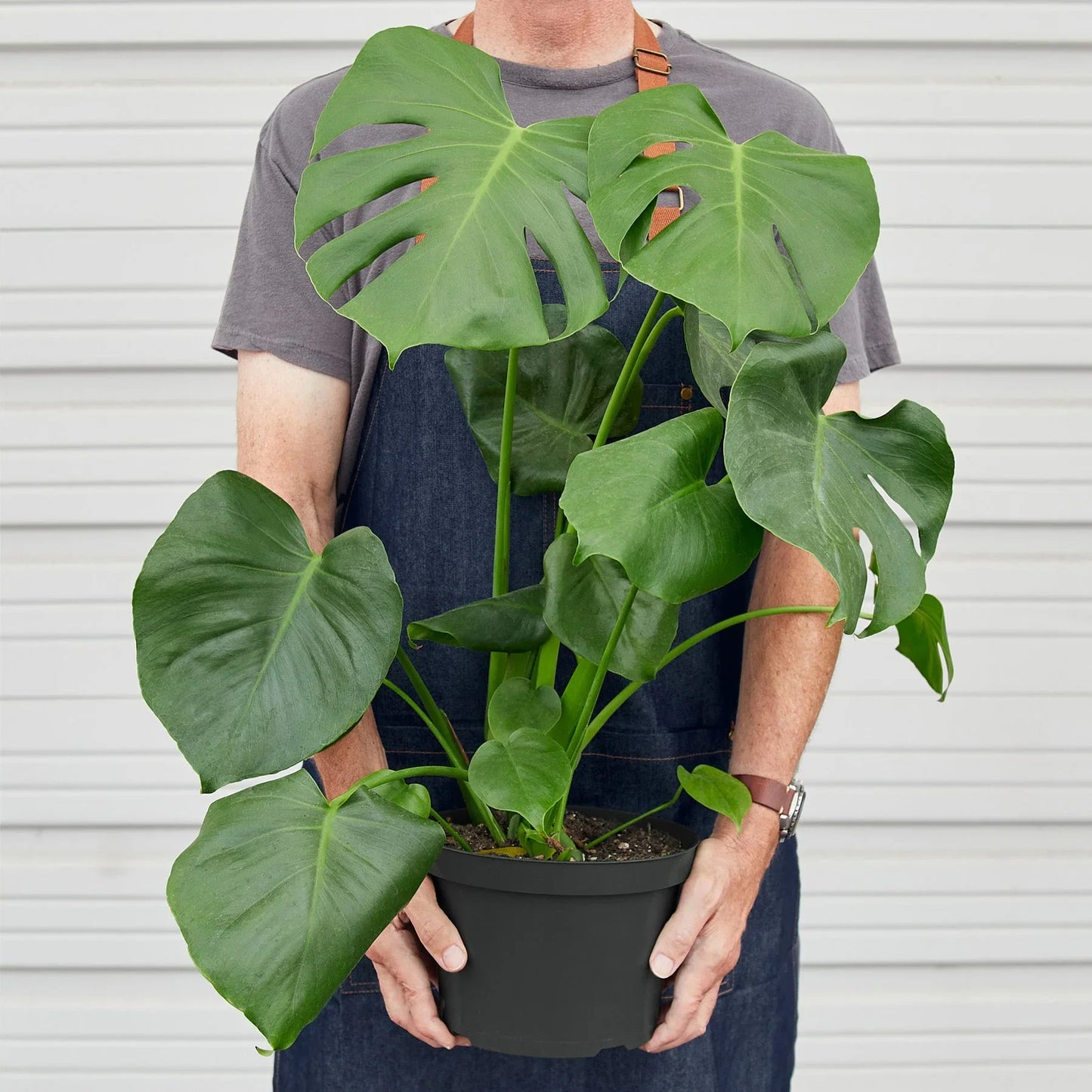 Monstera 'SplitLeaf'