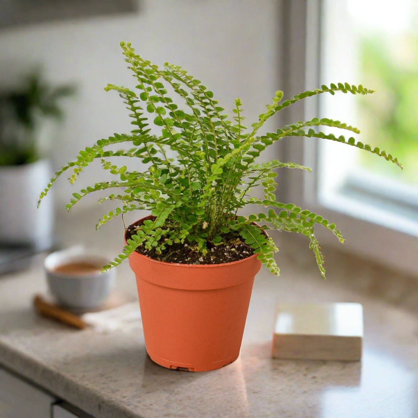 Fern 'Lemon Button'