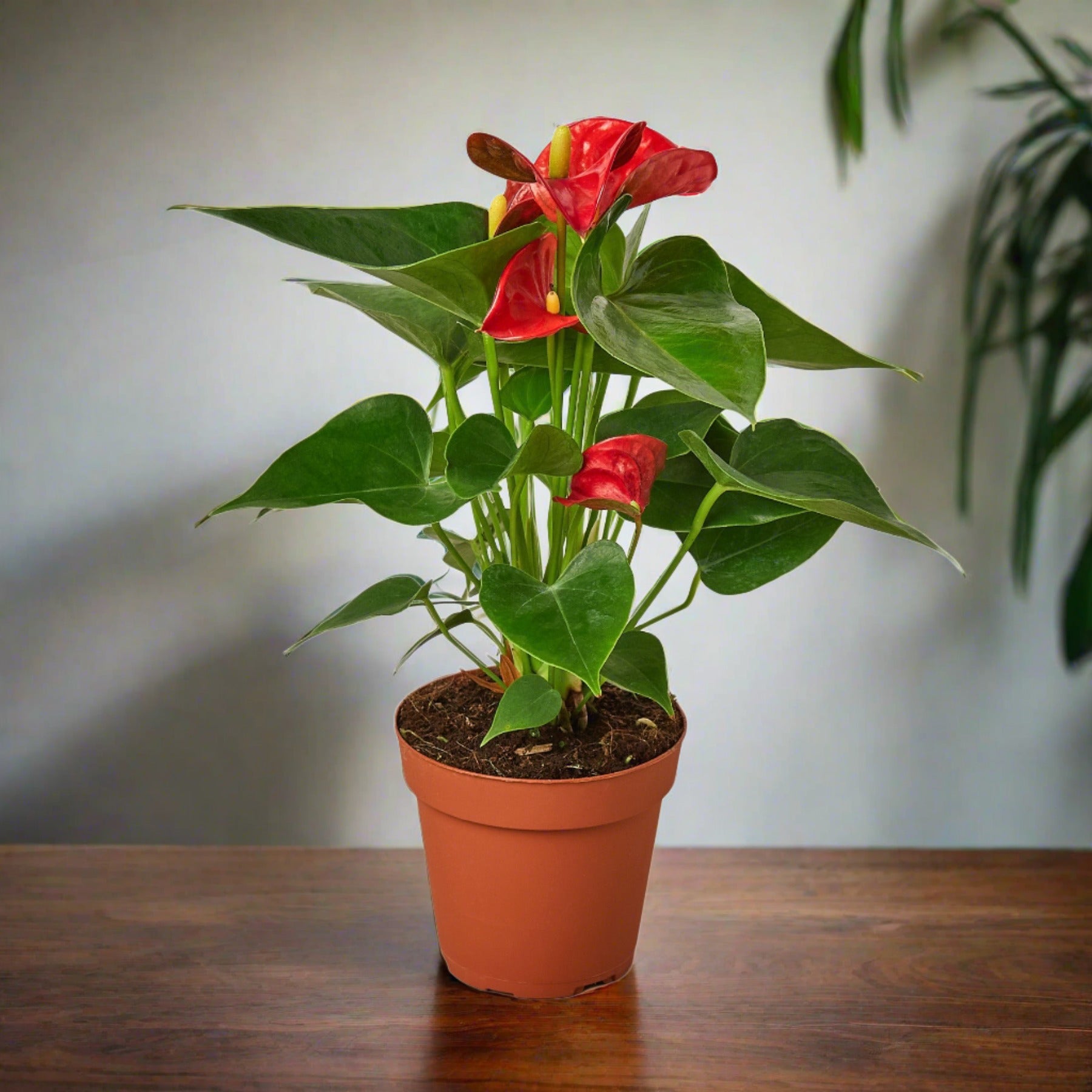 anthurium rouge plantation Anthurium 'Red' – Repott