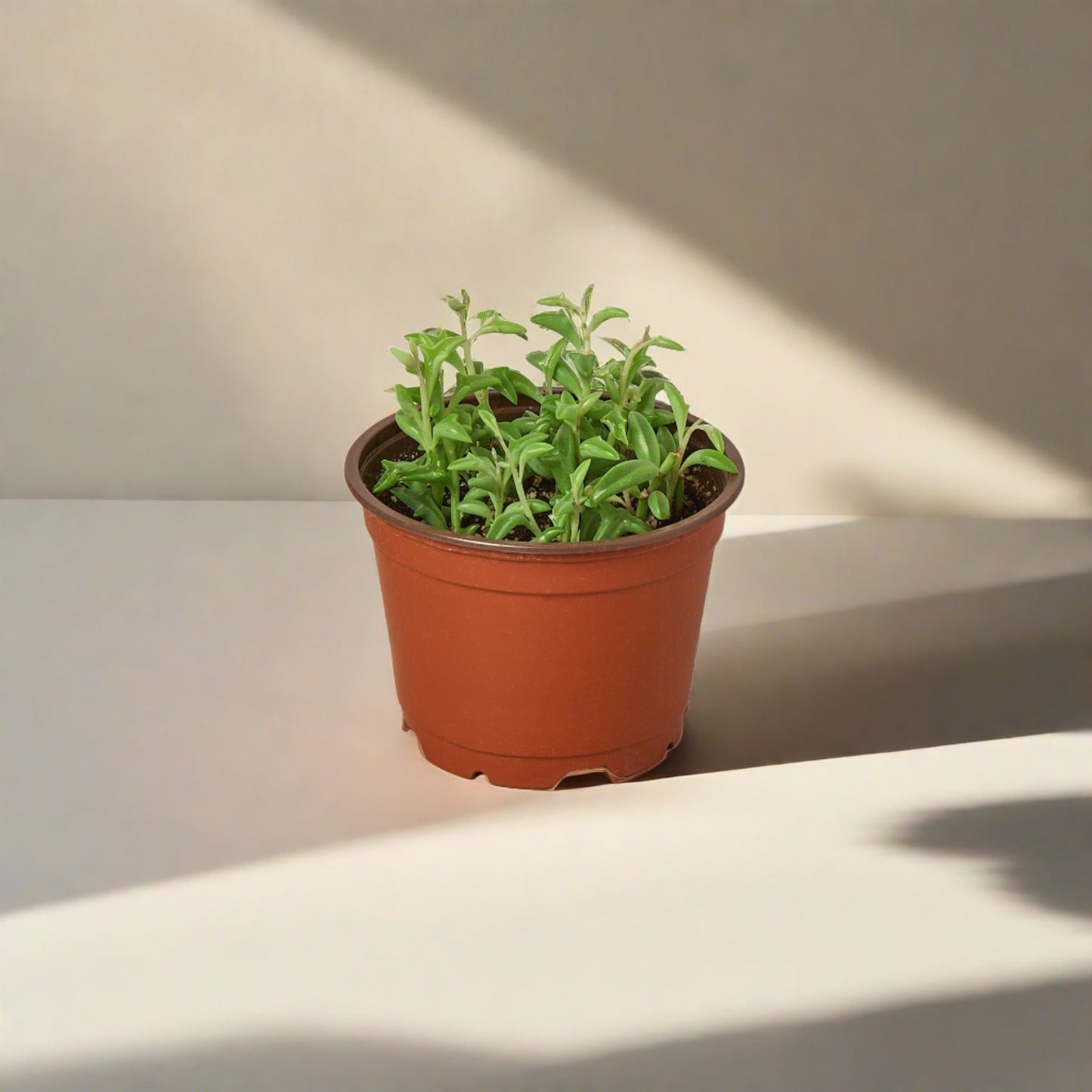 Succulent 'String of Dolphins'