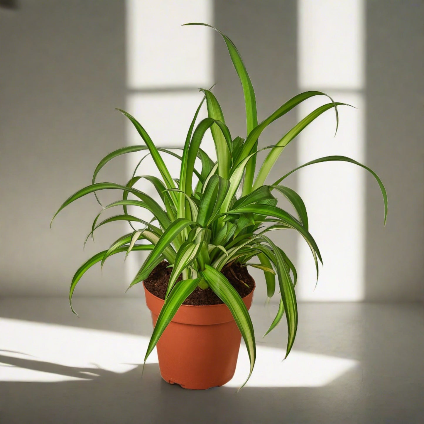 Spider Plant Hawaiian