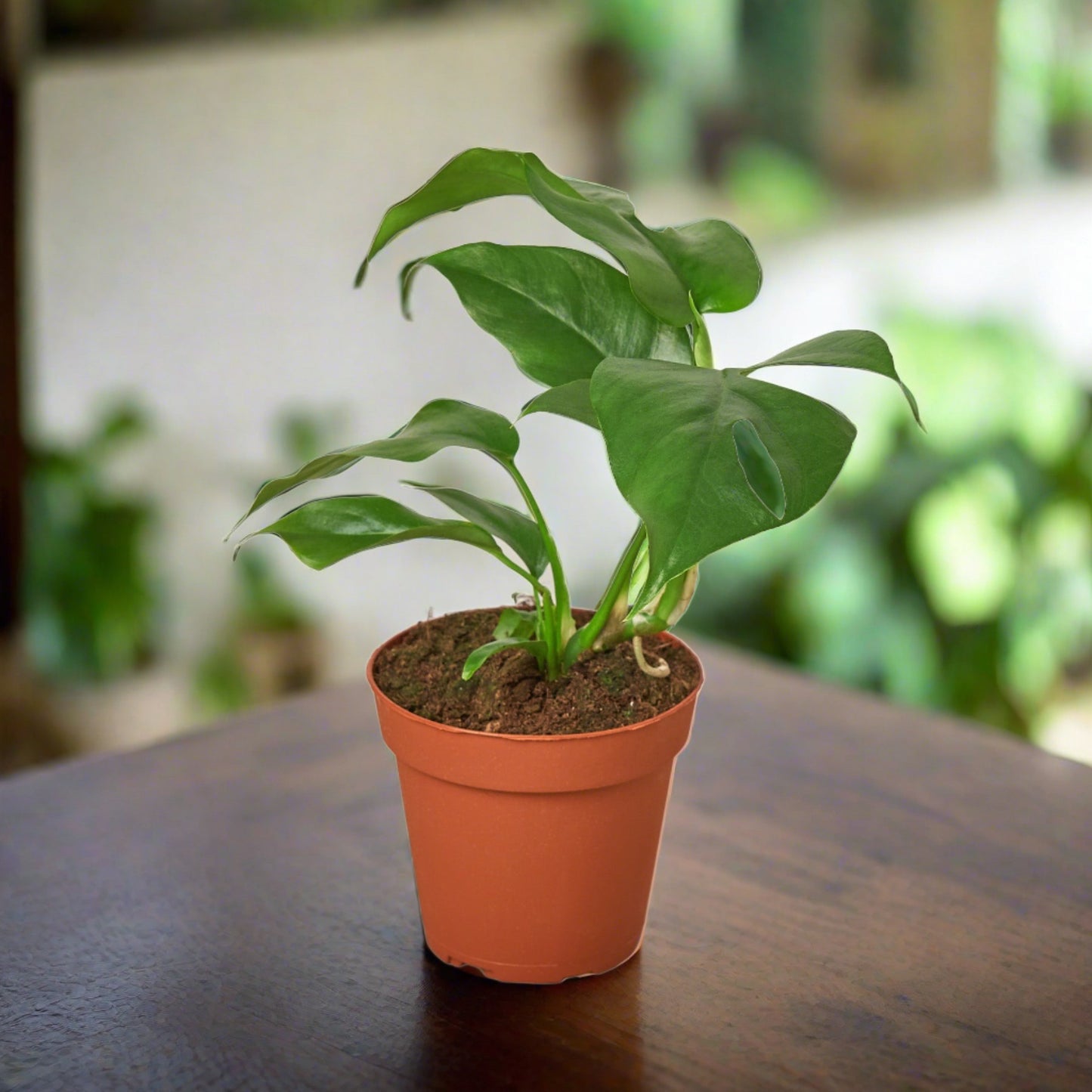 Rhaphidophora 'Mini Monstera'