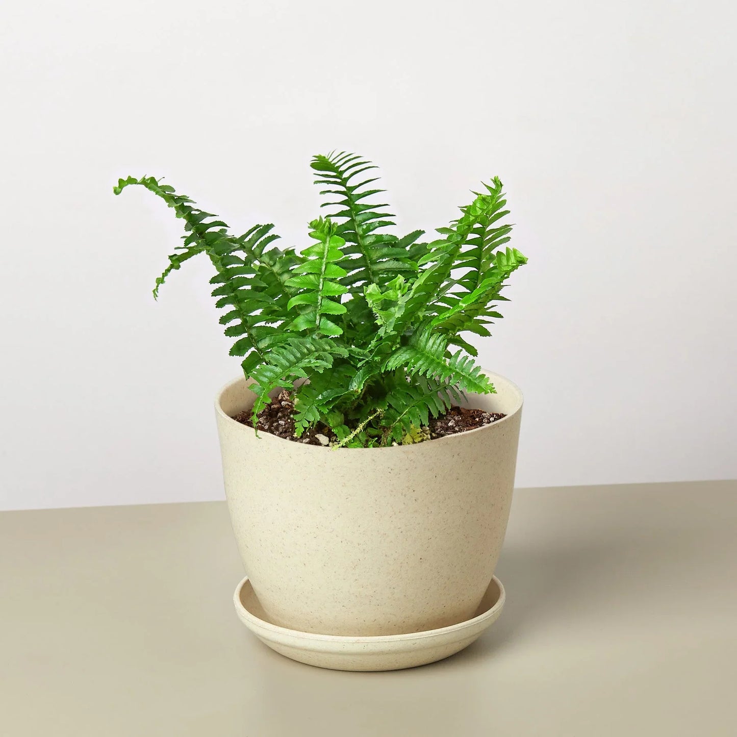 Jester's Crown Fern