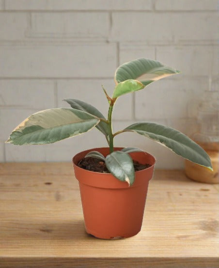 Ficus Elastica 'Ruby Pink'