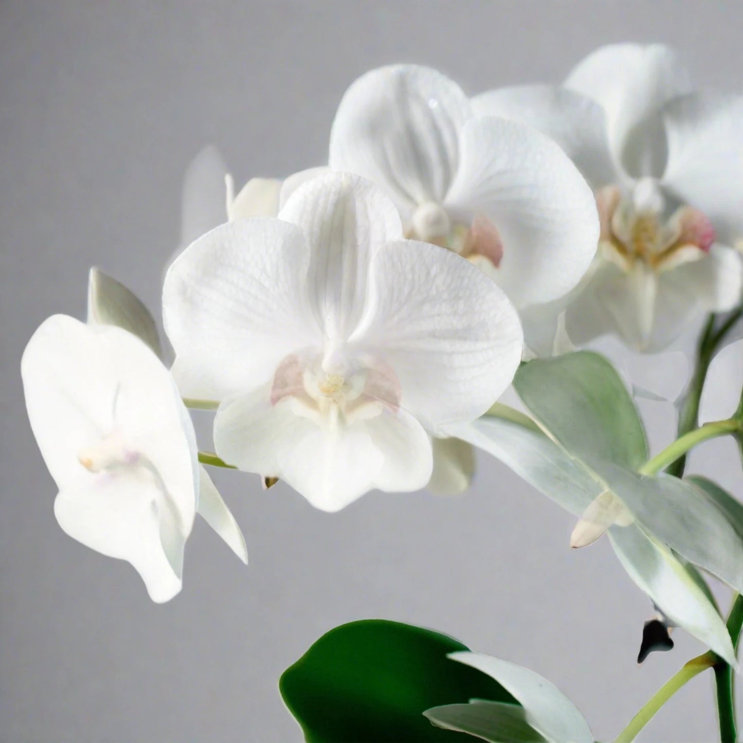 Orchid 'White Phalaenopsis'