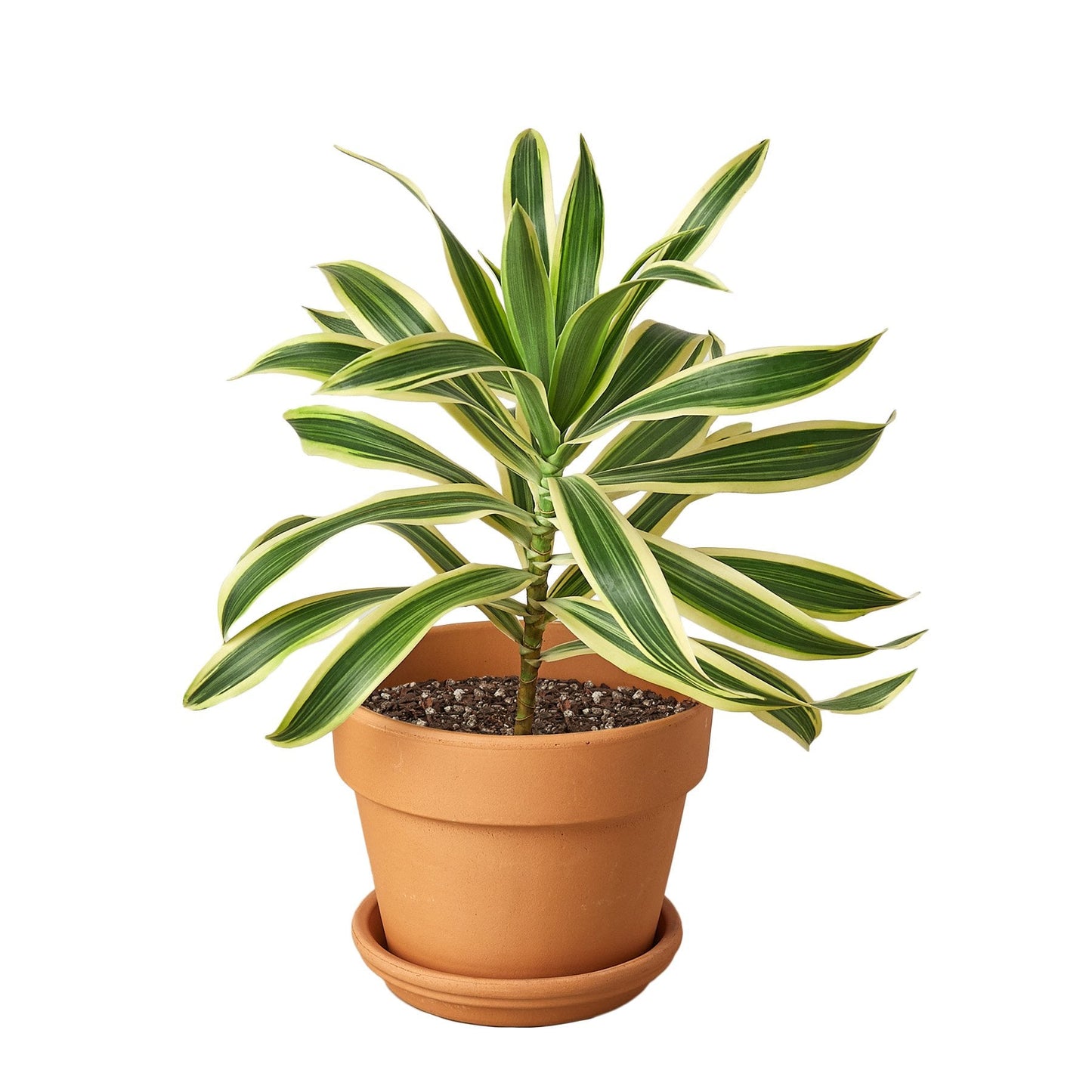 Dracaena Song of India