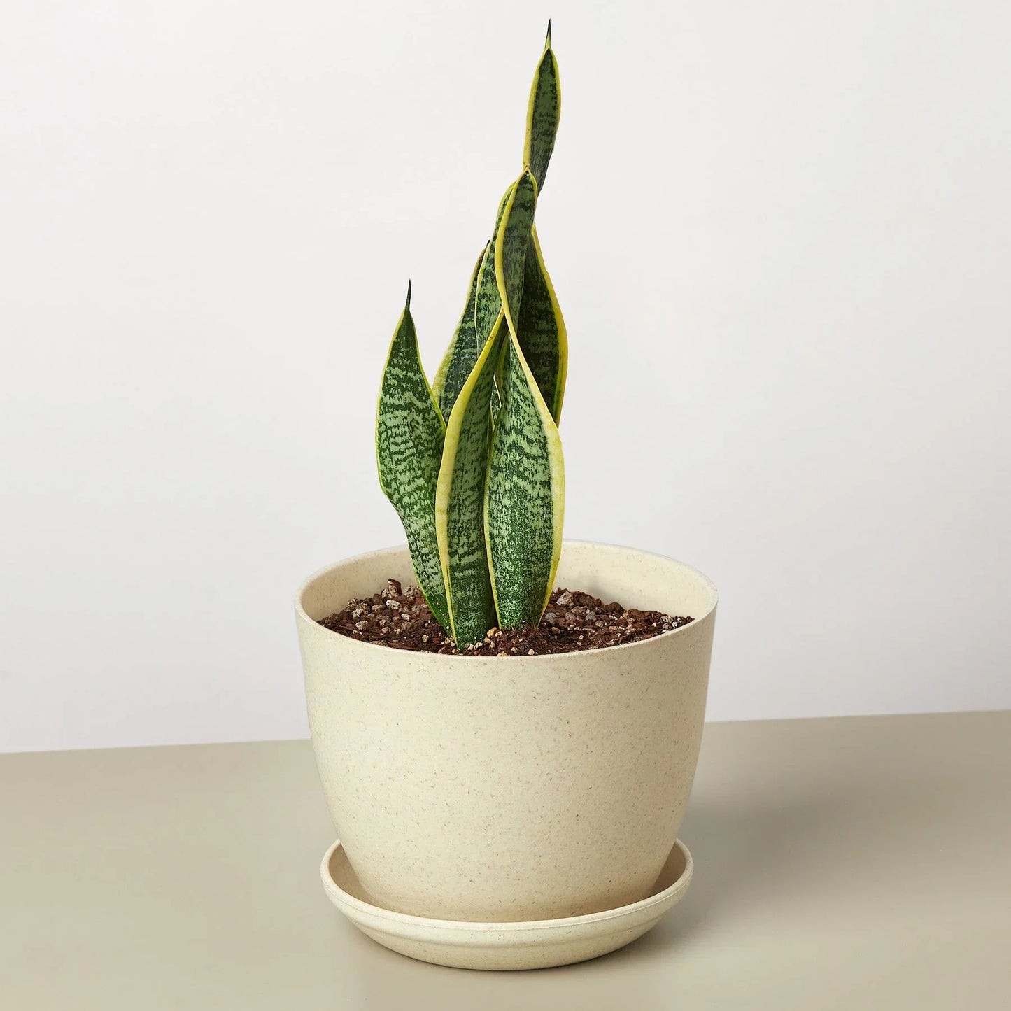 Snake Plant 'Laurentii'