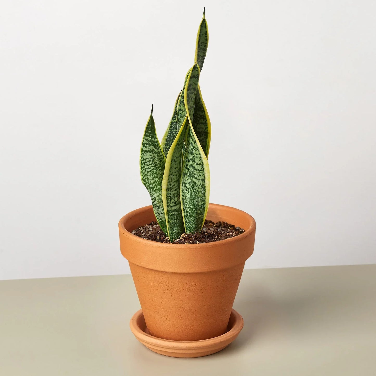 Snake Plant 'Laurentii'