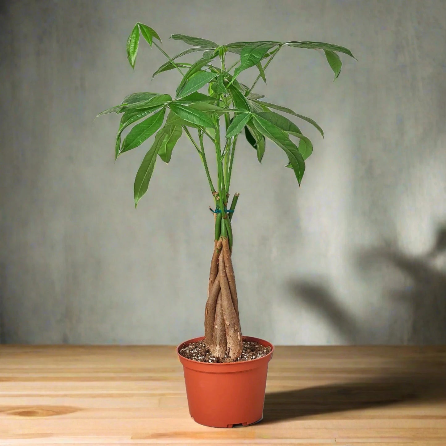 Money Tree 'Guiana Chestnut' Pachira Braid