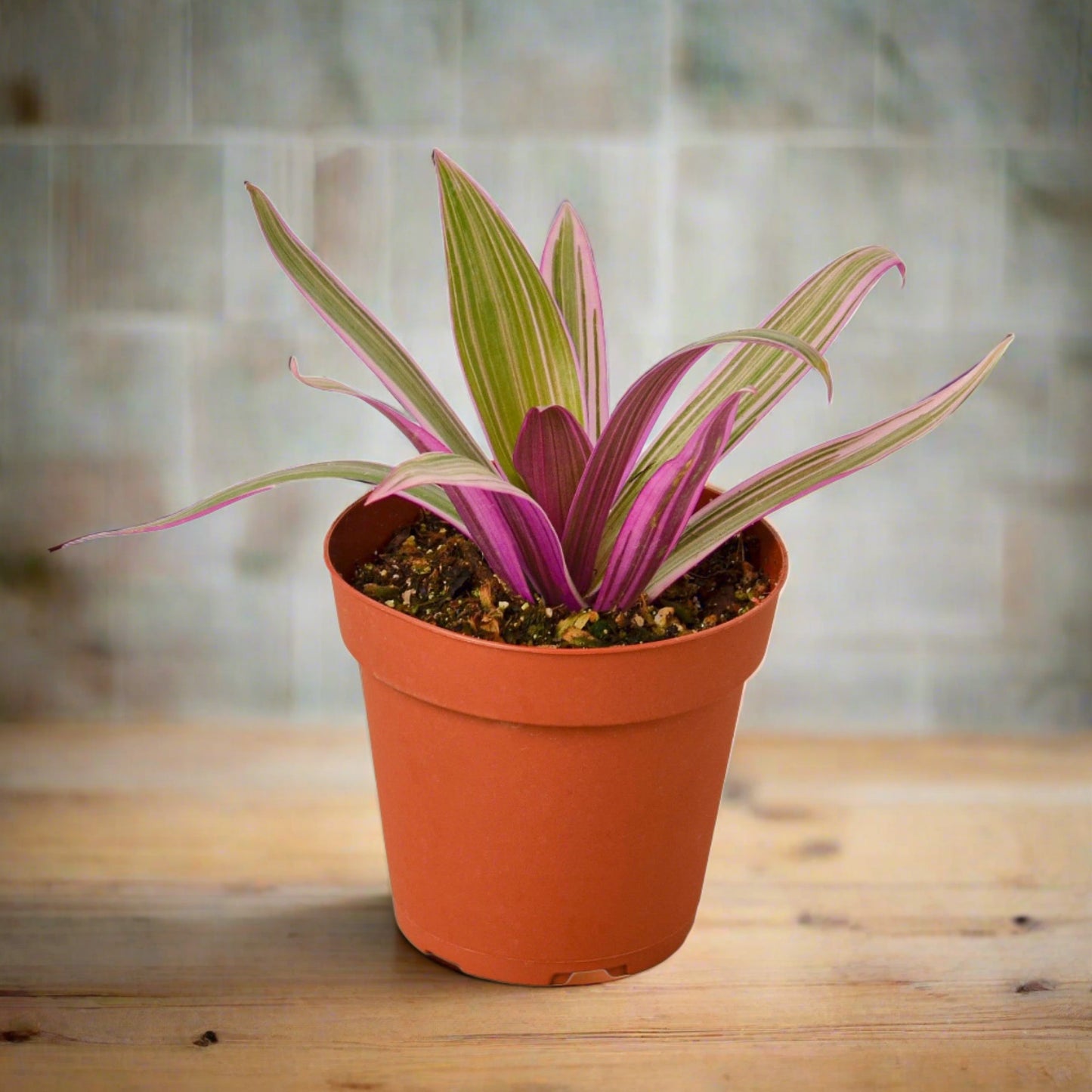 Oyster Plant 'Moses in the Cradle'