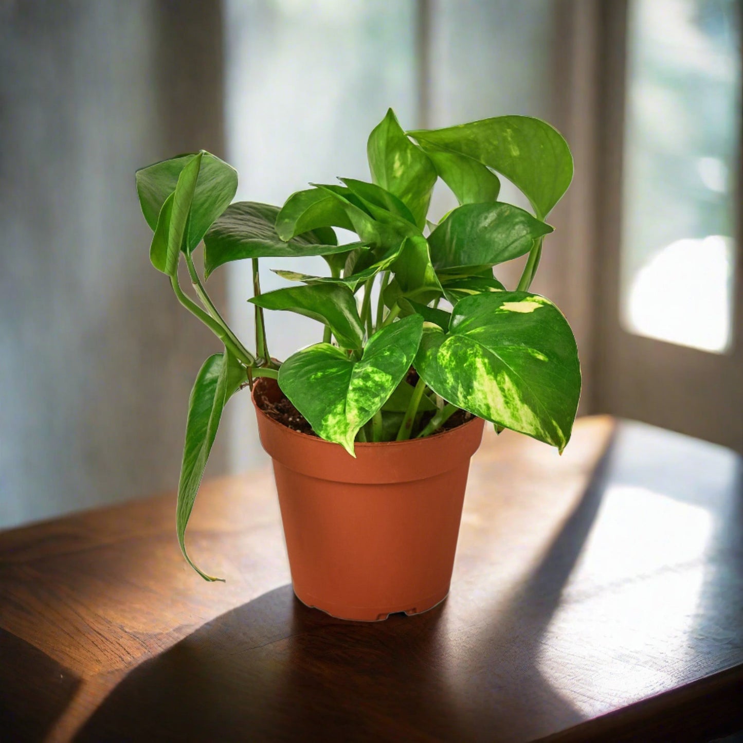 Pothos 'Golden'