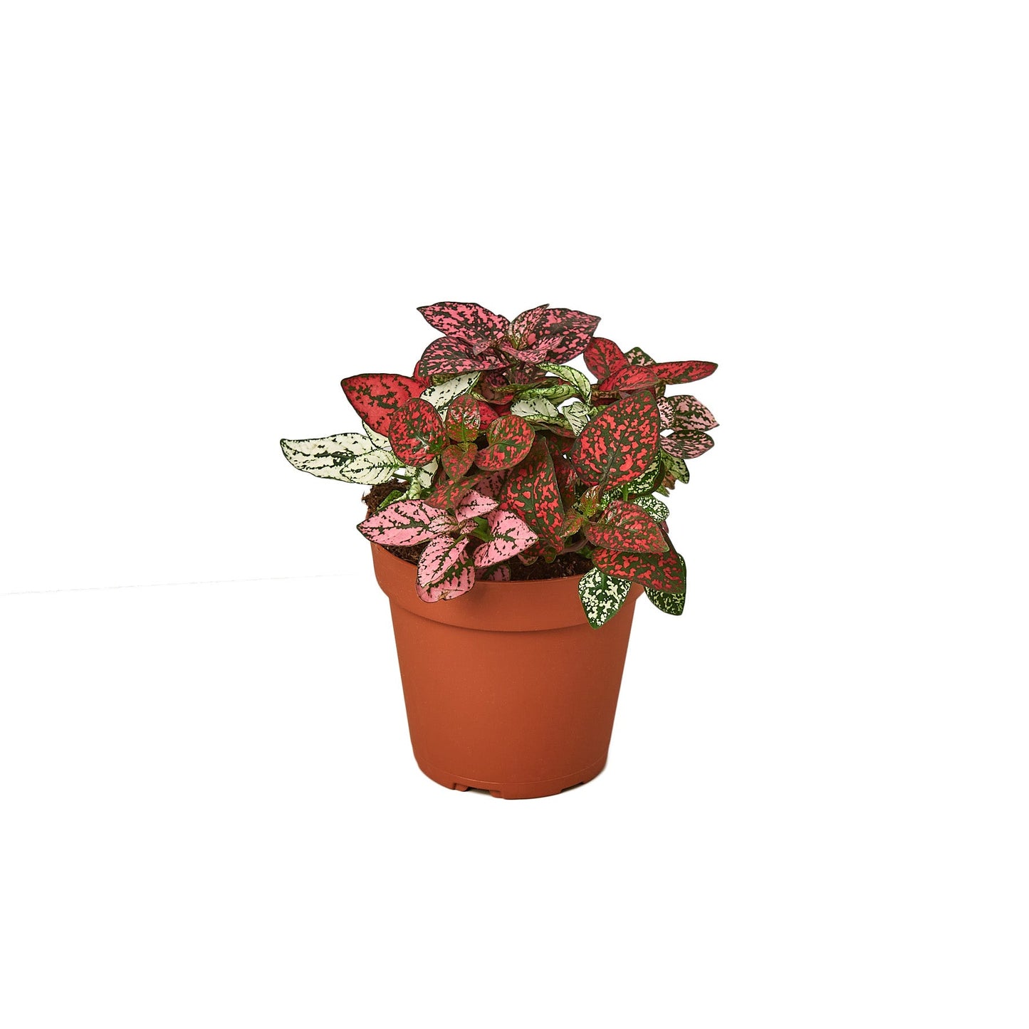 Hypoestes 'Polka Dot' Combo