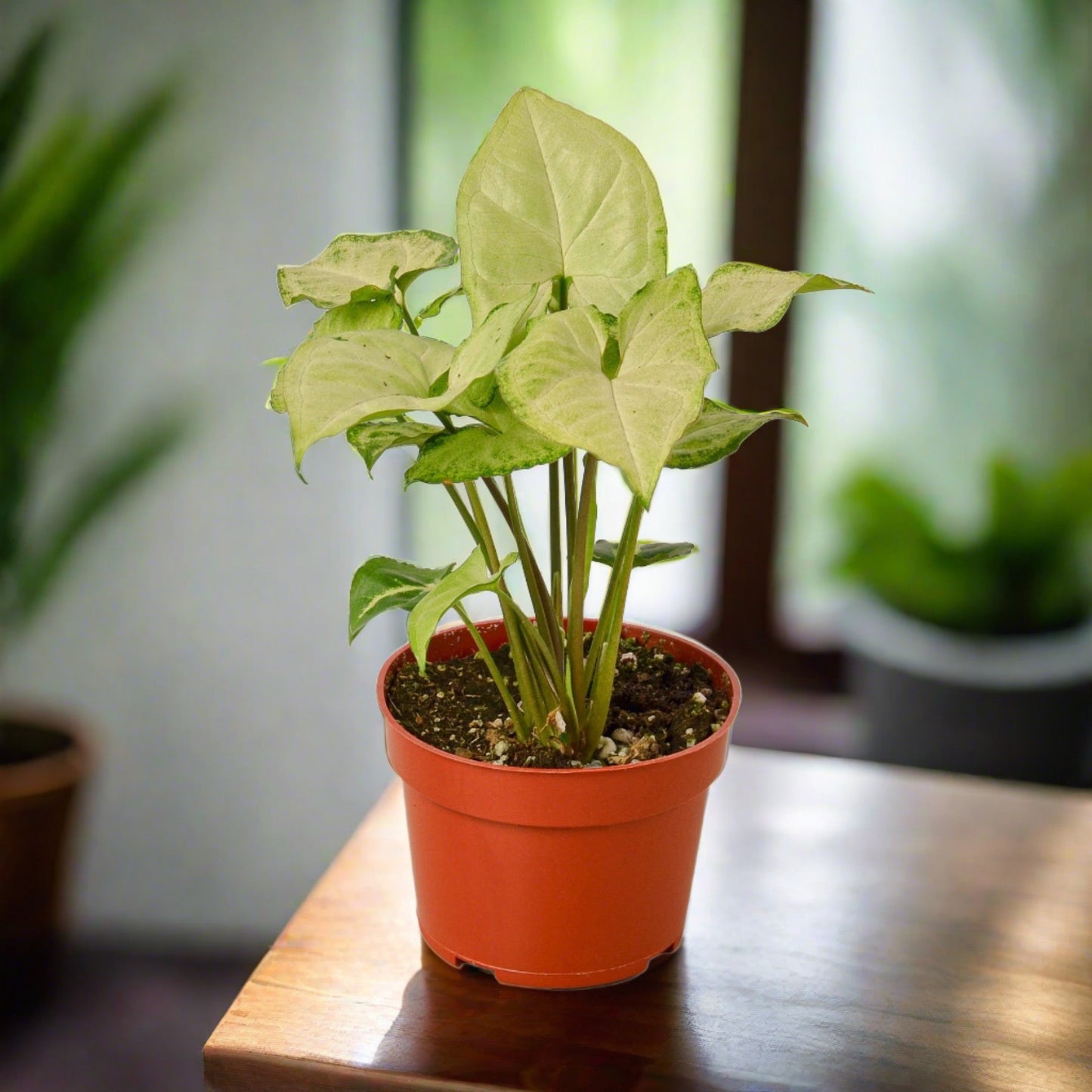 Syngonium White Butterfly