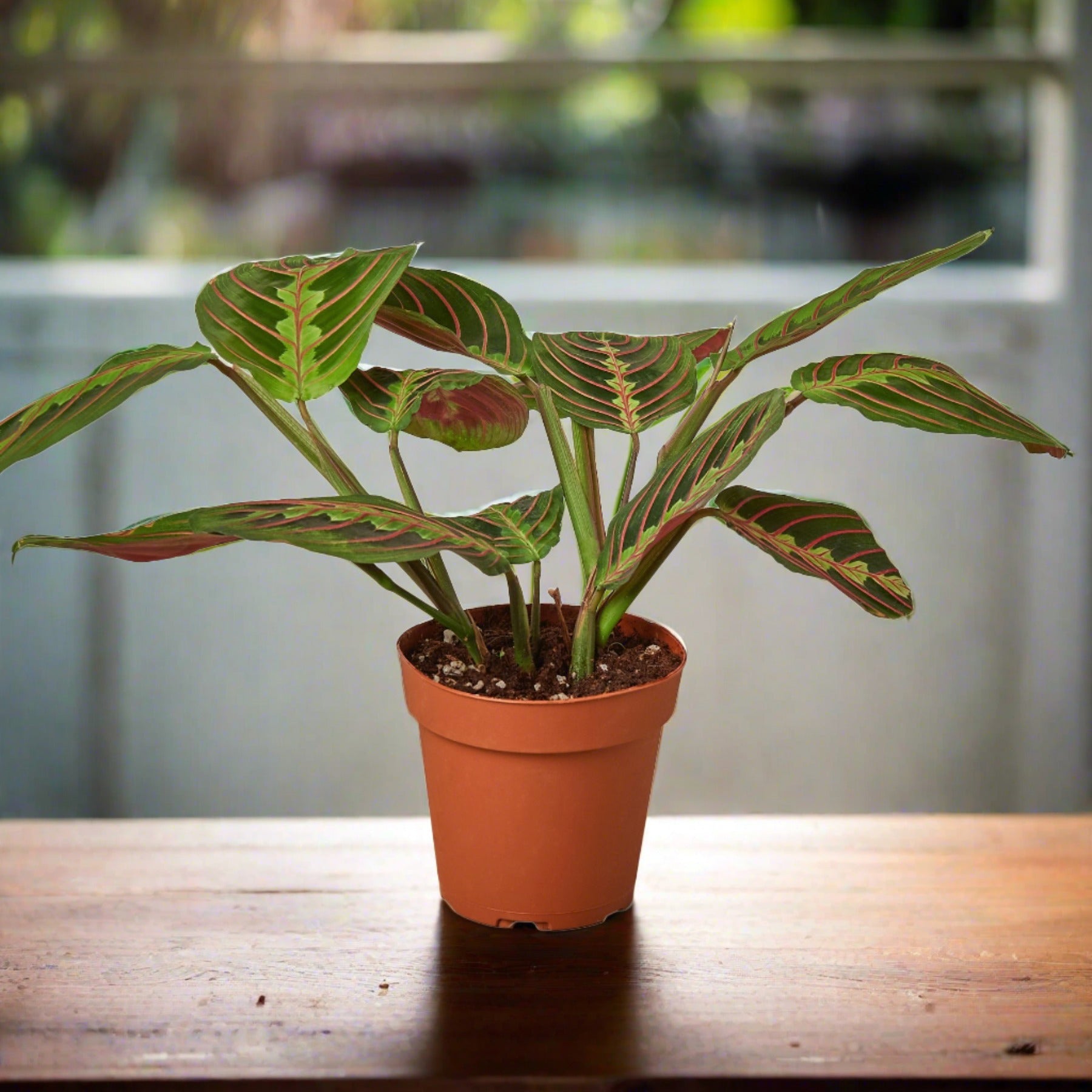 red prayer plant name Maranta Leuconeura