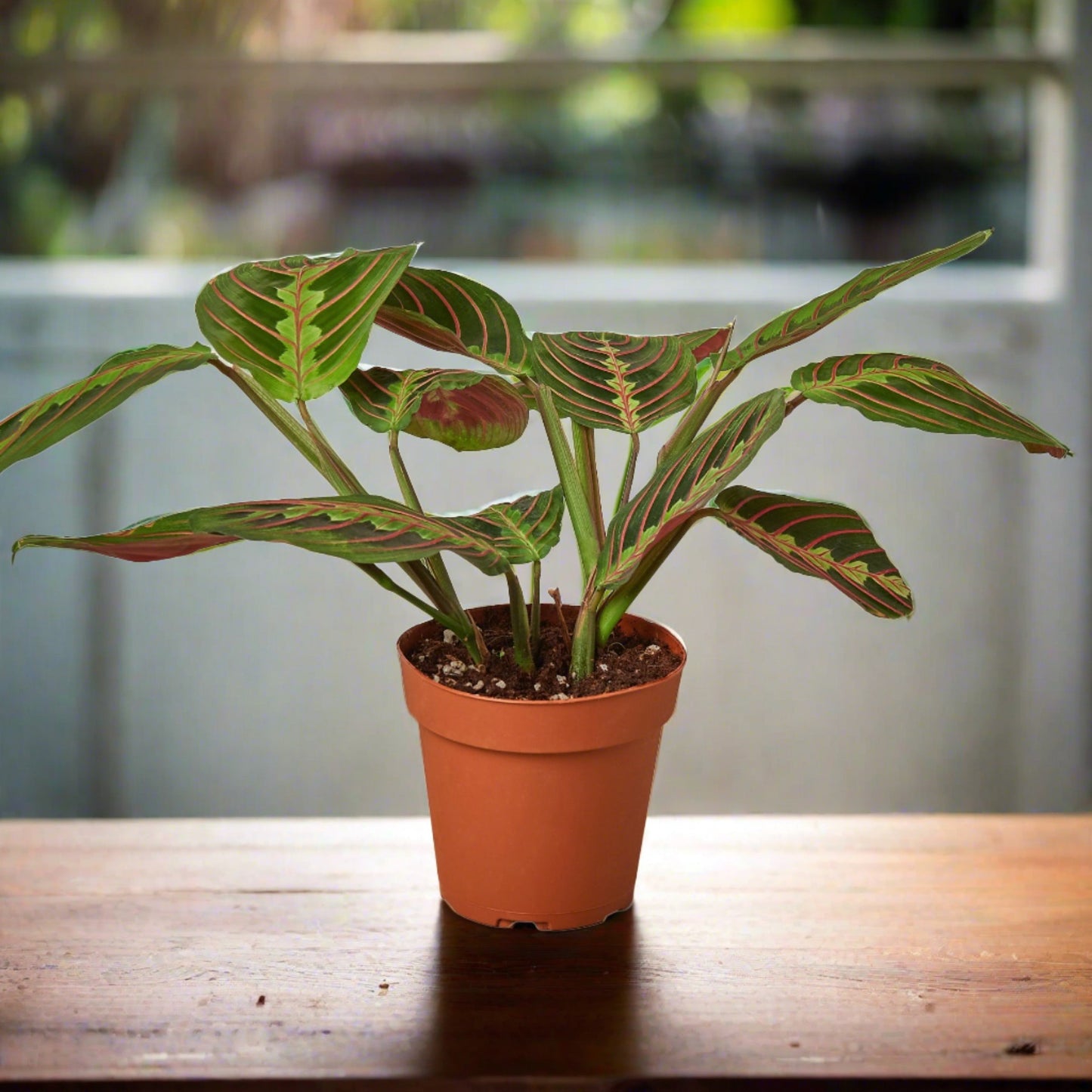 Maranta Leuconeura - 'Red Prayer' Plant