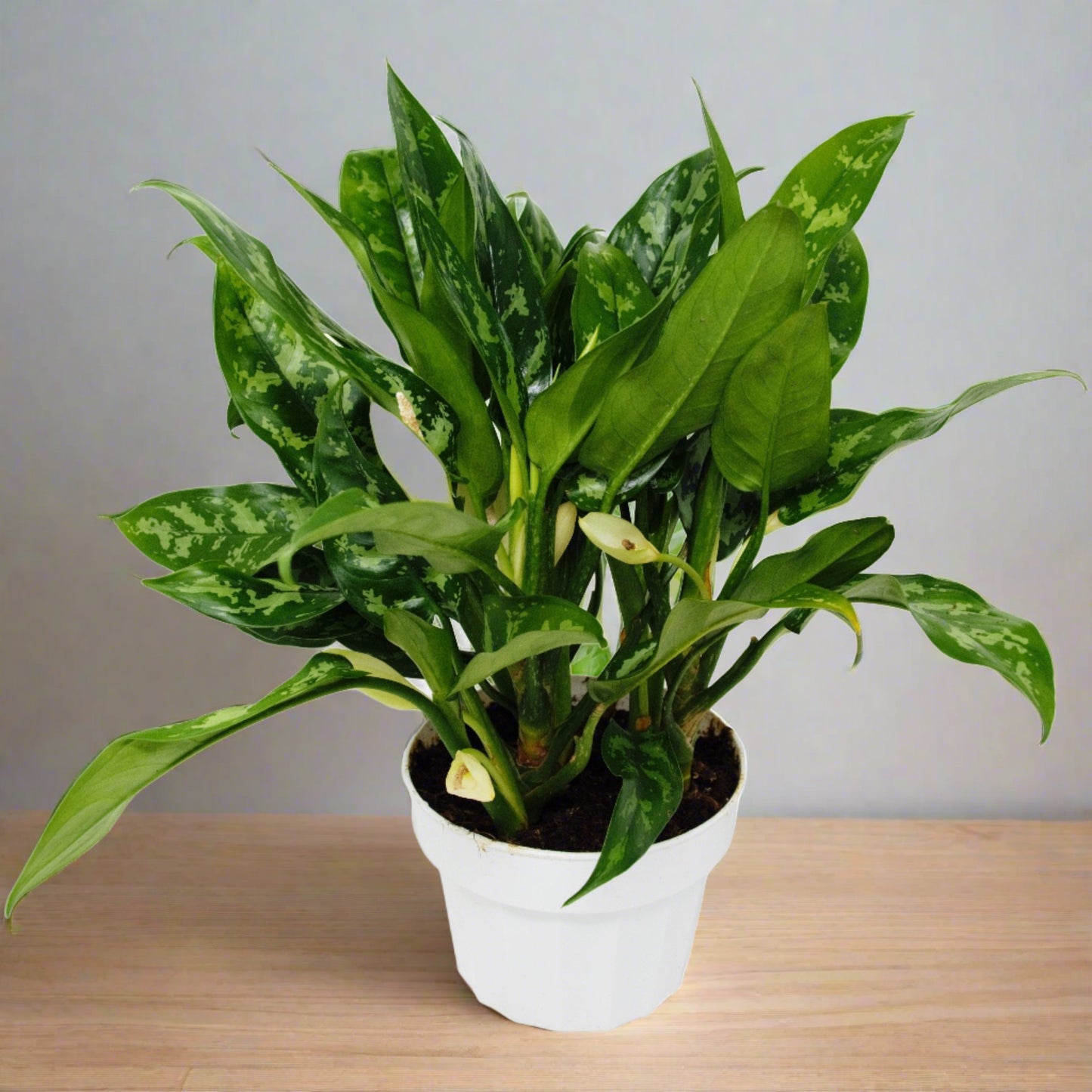 Chinese Evergreen 'Maria'