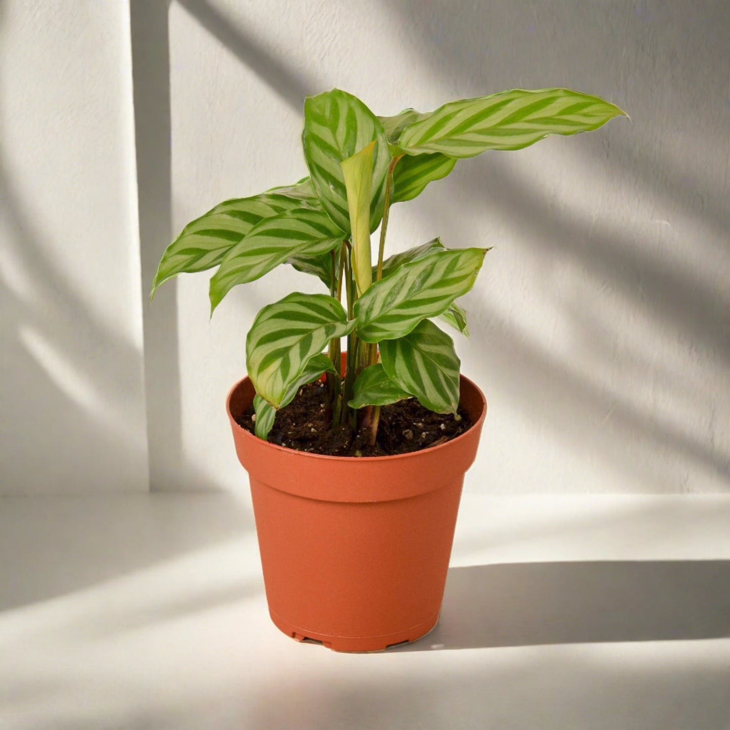 Calathea Concinna 'Freddie'