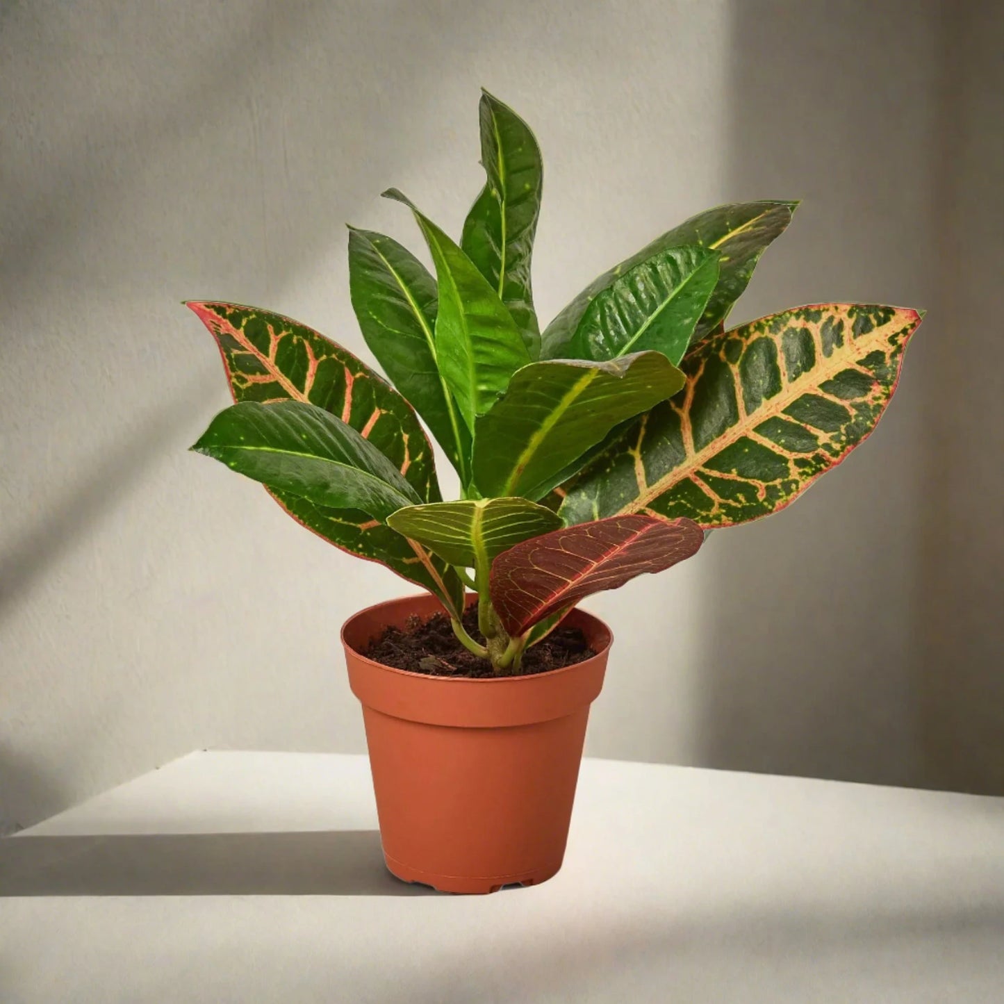 Croton Petra 'Joseph's Coat'