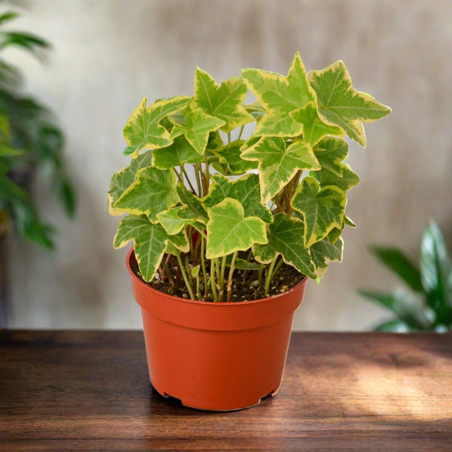 English Ivy Gold Child