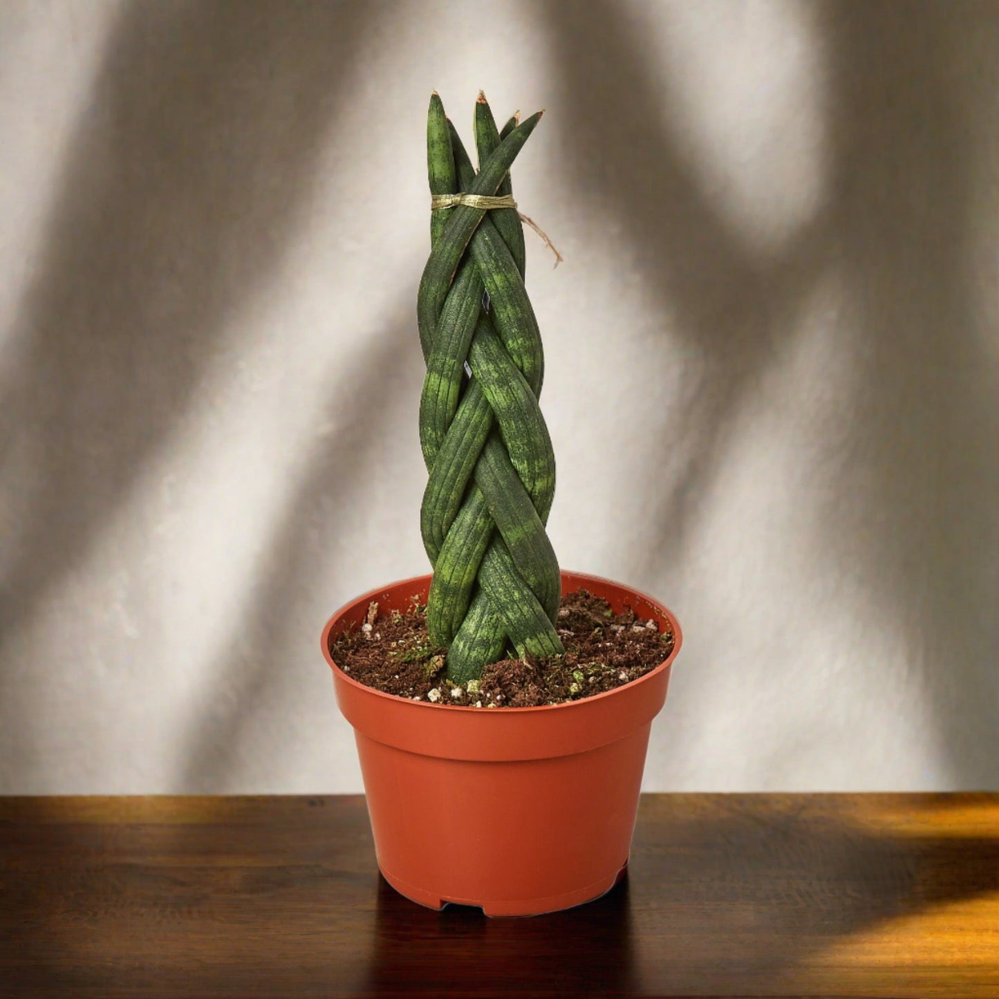 Snake Plant Braided