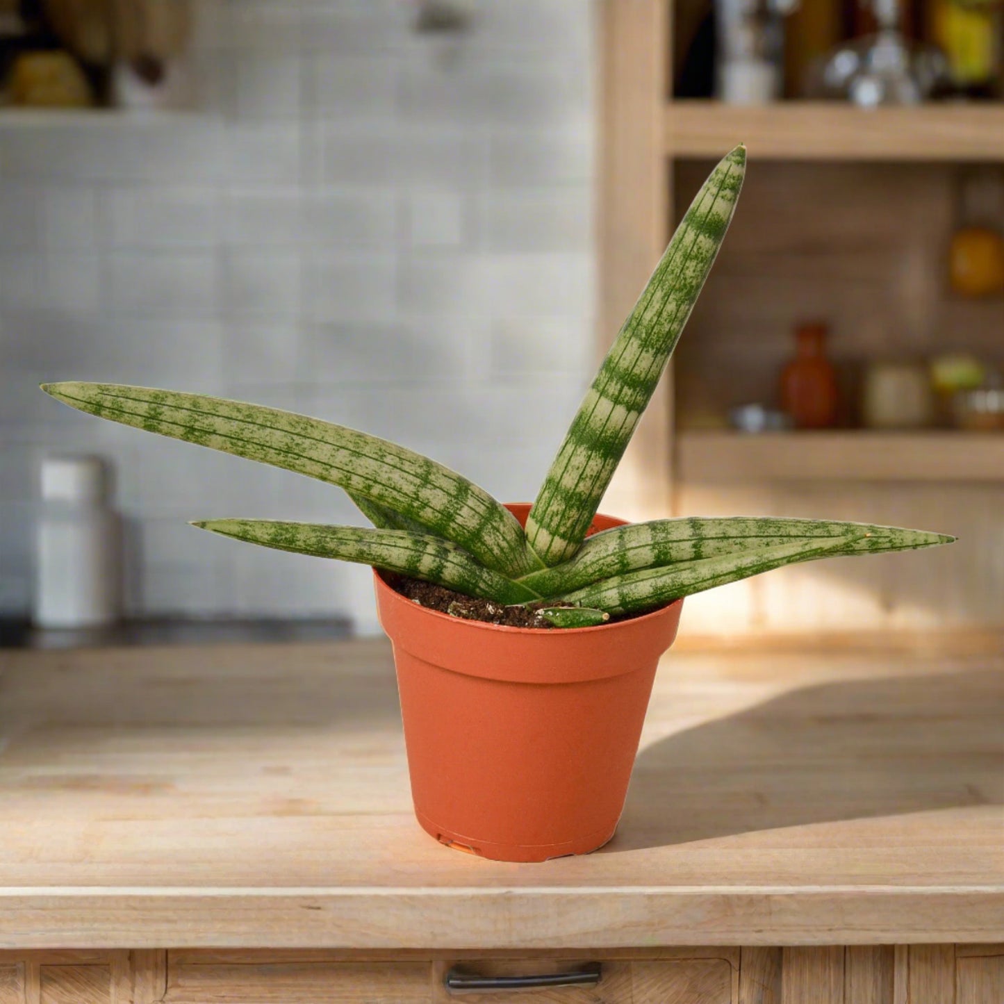 Snake Plant Starfish