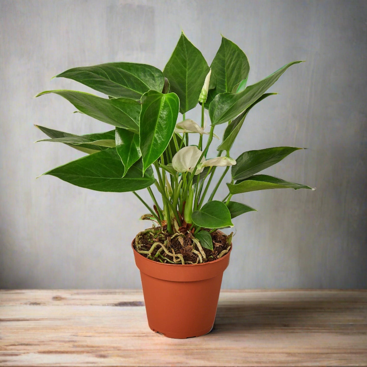 Anthurium 'White'