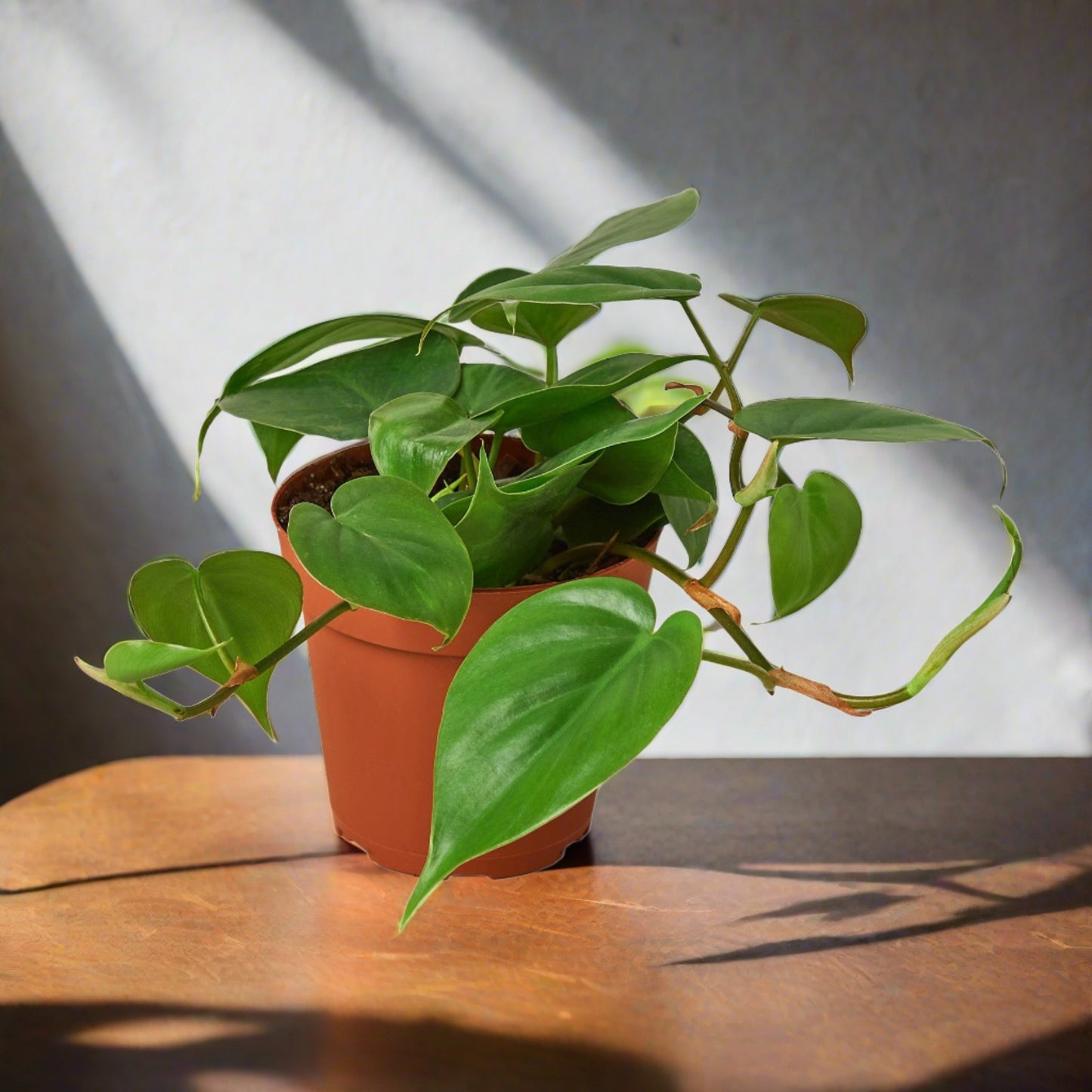 Philodendron Cordatum 'Heartleaf'