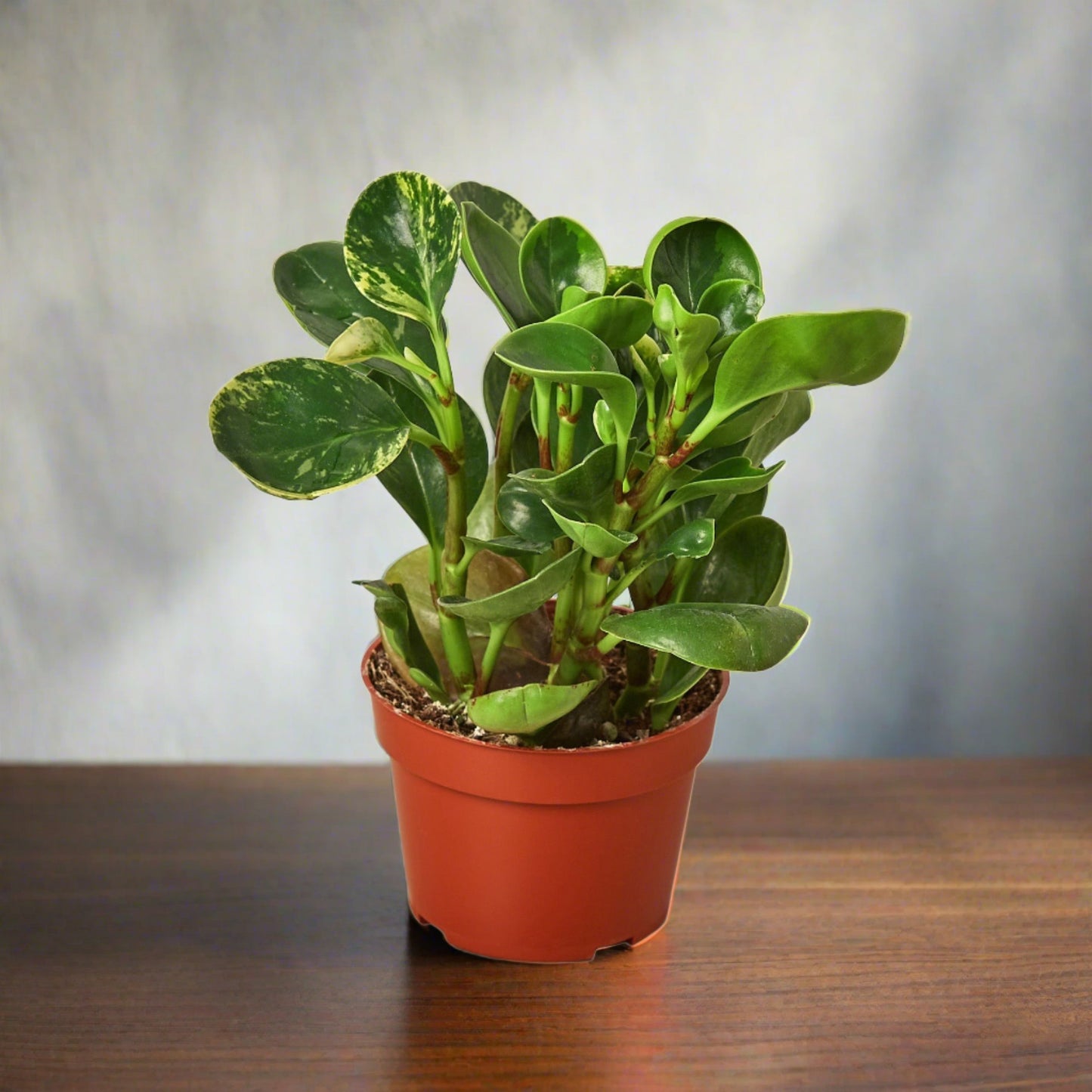 Peperomia 'Marble'