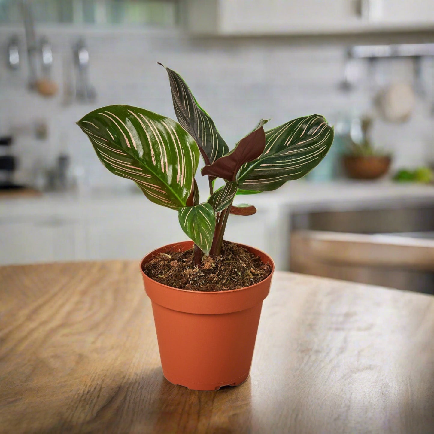 Calathea 'Ornata'