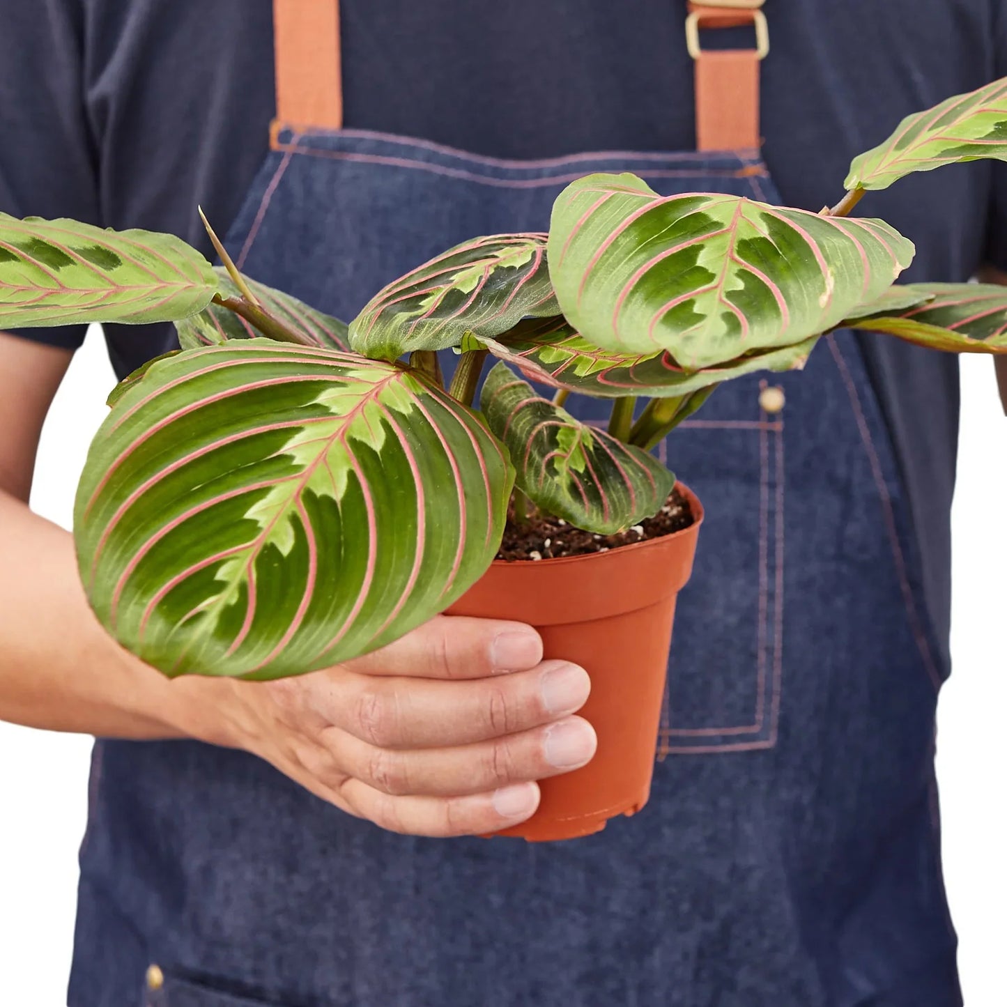 Maranta Leuconeura - 'Red Prayer' Plant