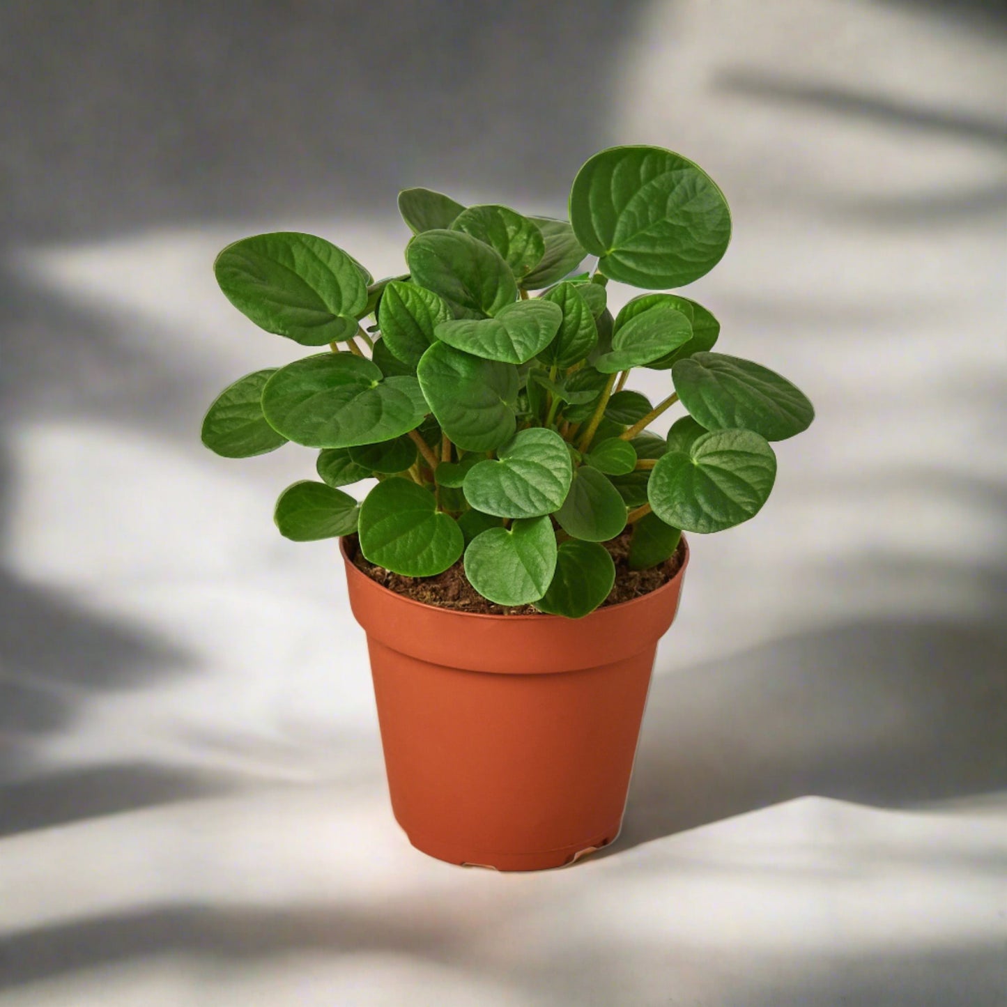 Peperomia 'Rana Verde'