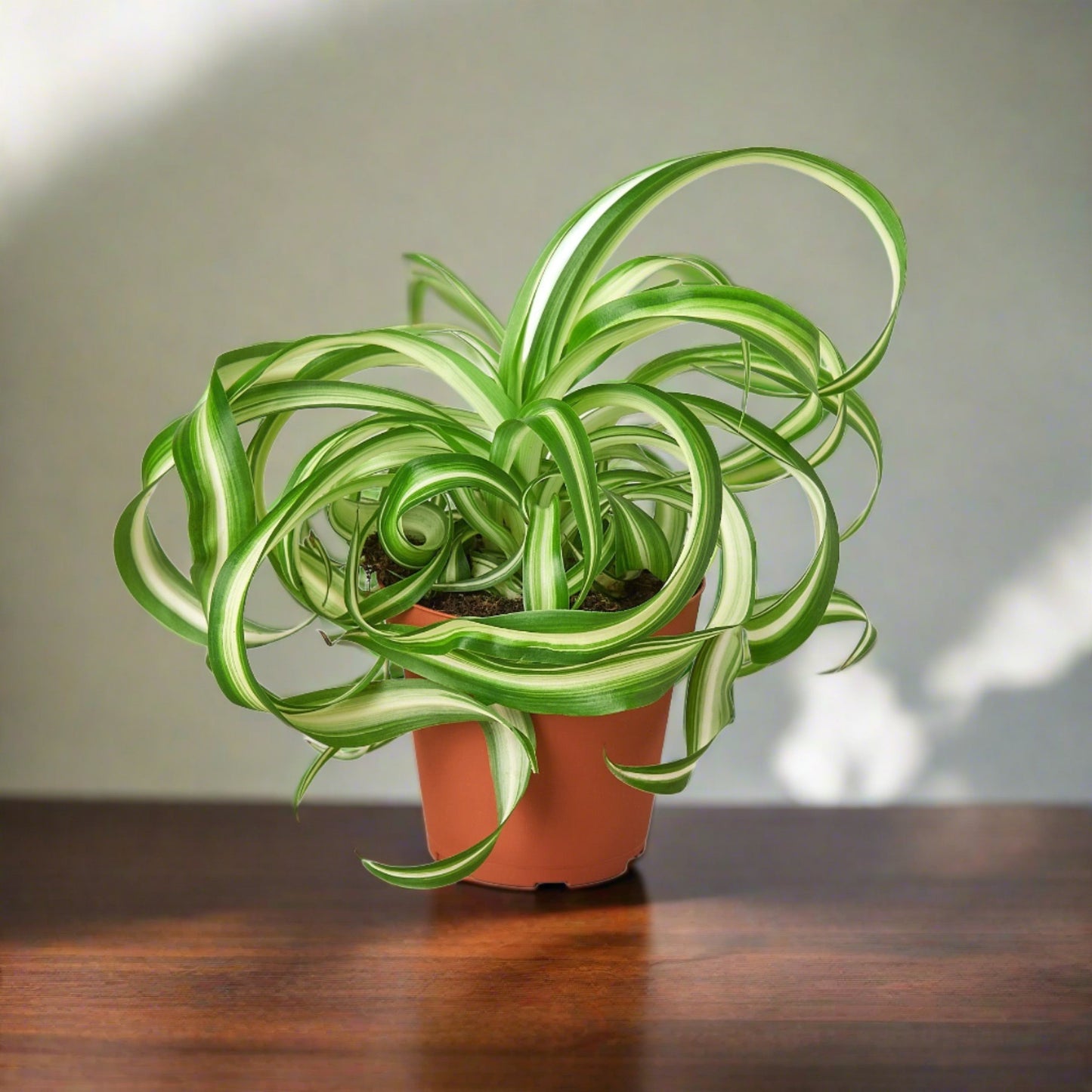 Spider Plant 'Bonnie'