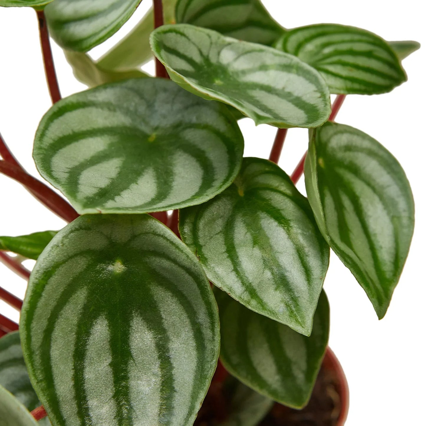 Peperomia 'Watermelon'