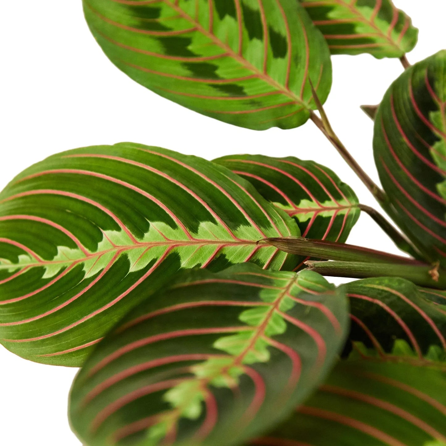 Maranta Leuconeura - 'Red Prayer' Plant