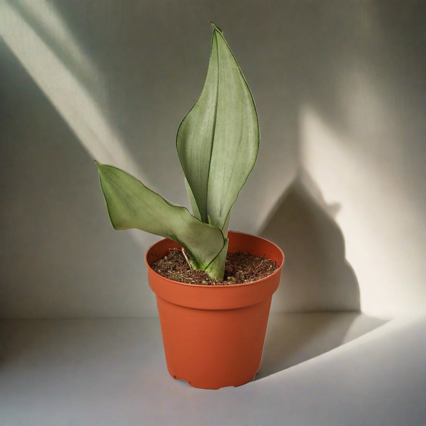 Snake Plant Moonshine