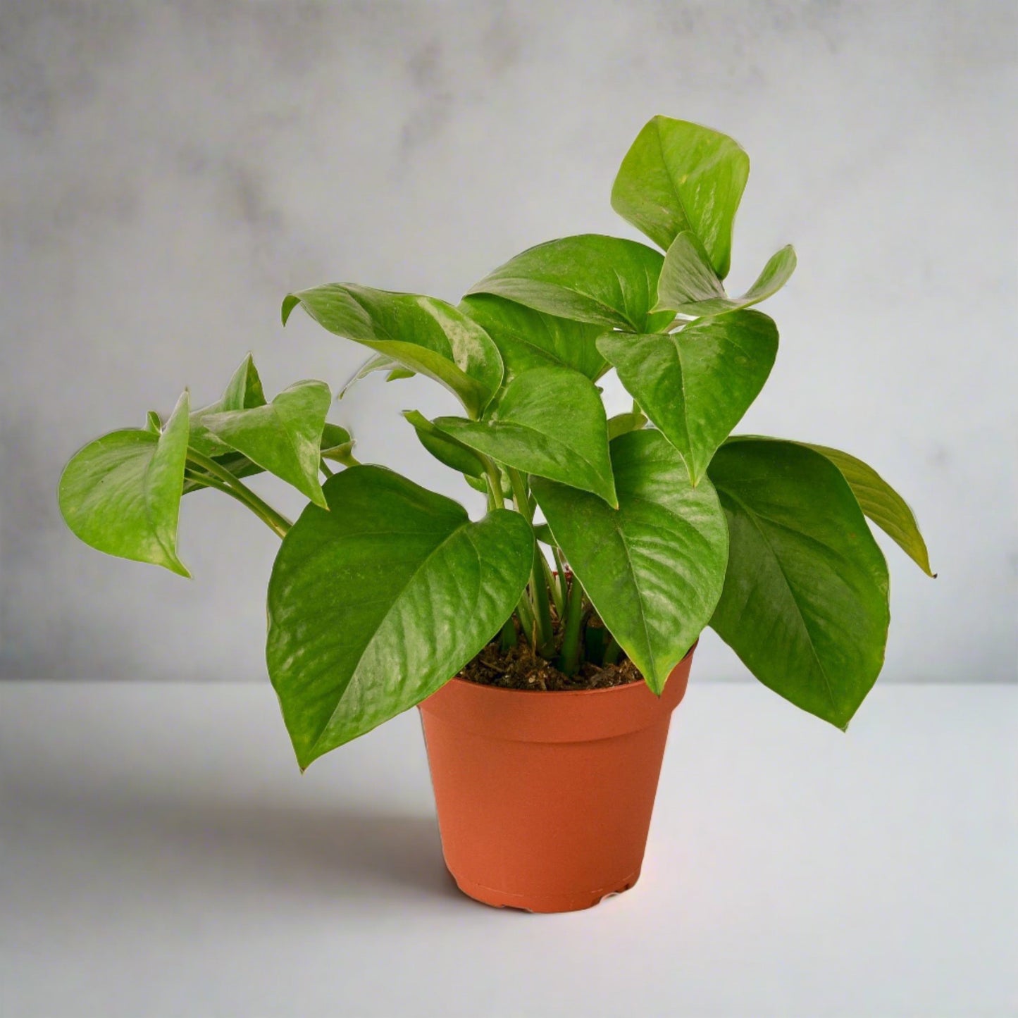 Pothos 'Green Queen'